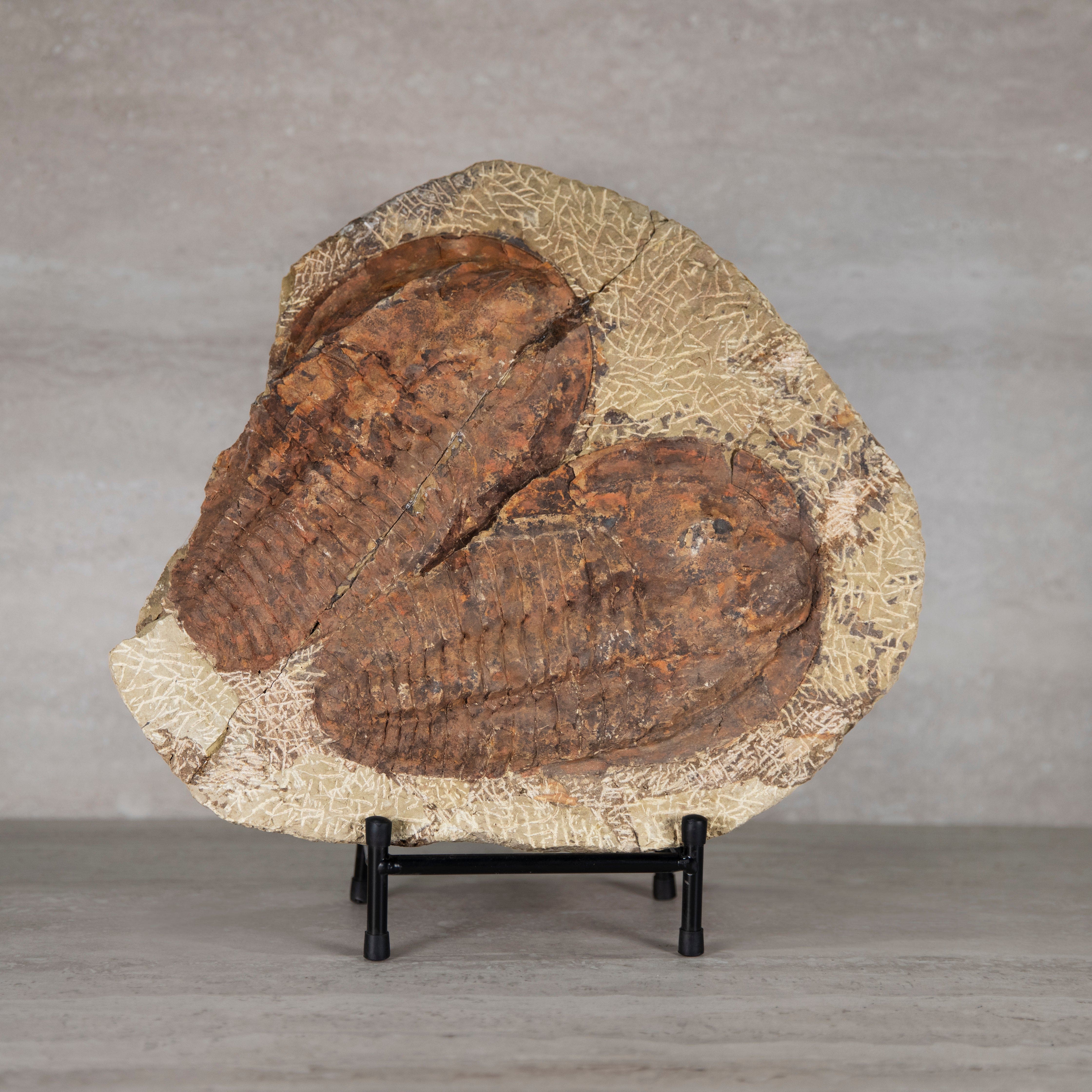 Trilobites