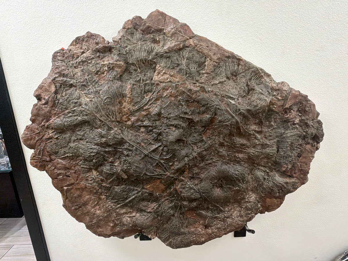40.5" Natural Moroccan Crinoid Fossil