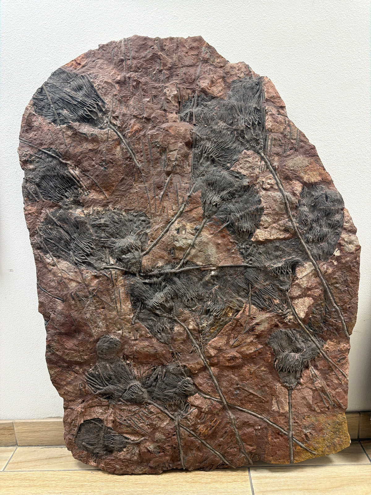51" Natural Moroccan Crinoid Fossil