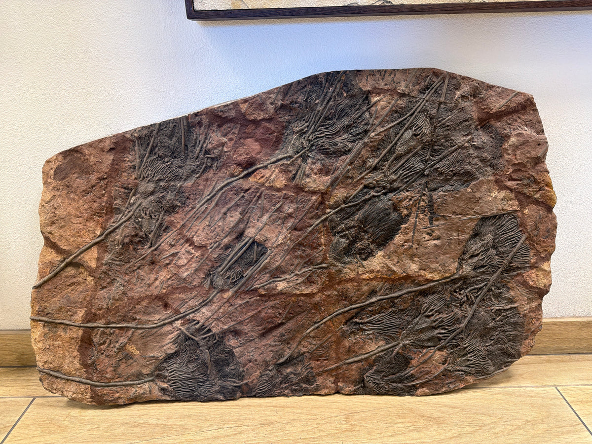 43.5" Natural Moroccan Crinoid Fossil