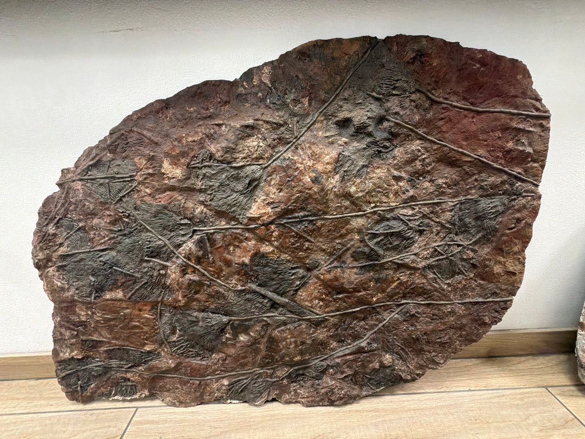 36" Natural Moroccan Crinoid Fossil