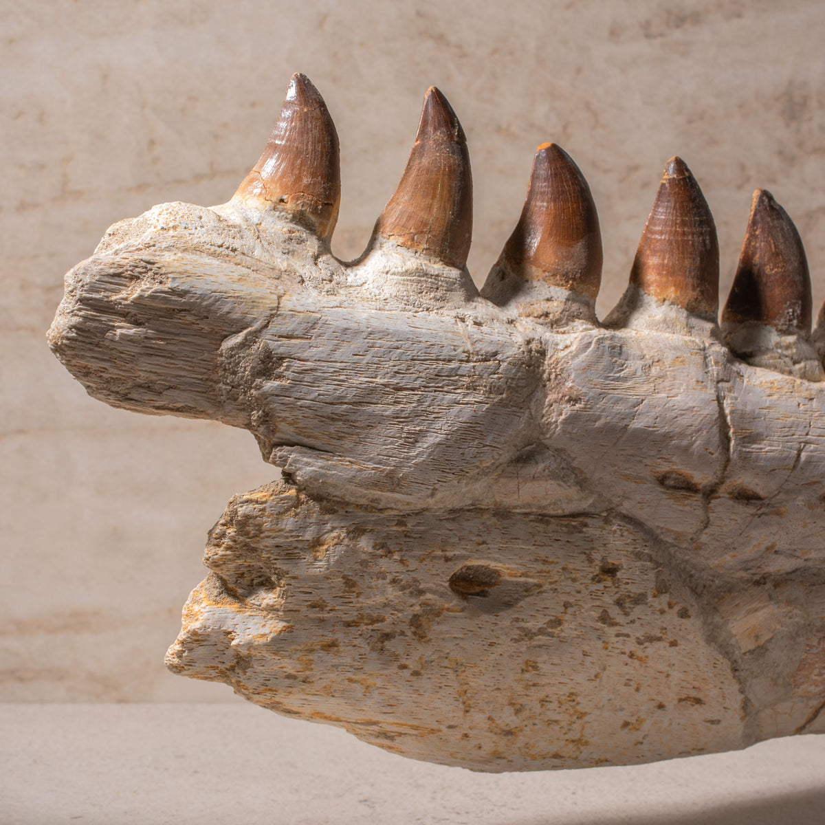 Mosasaurus Jaw Fossil - 22"