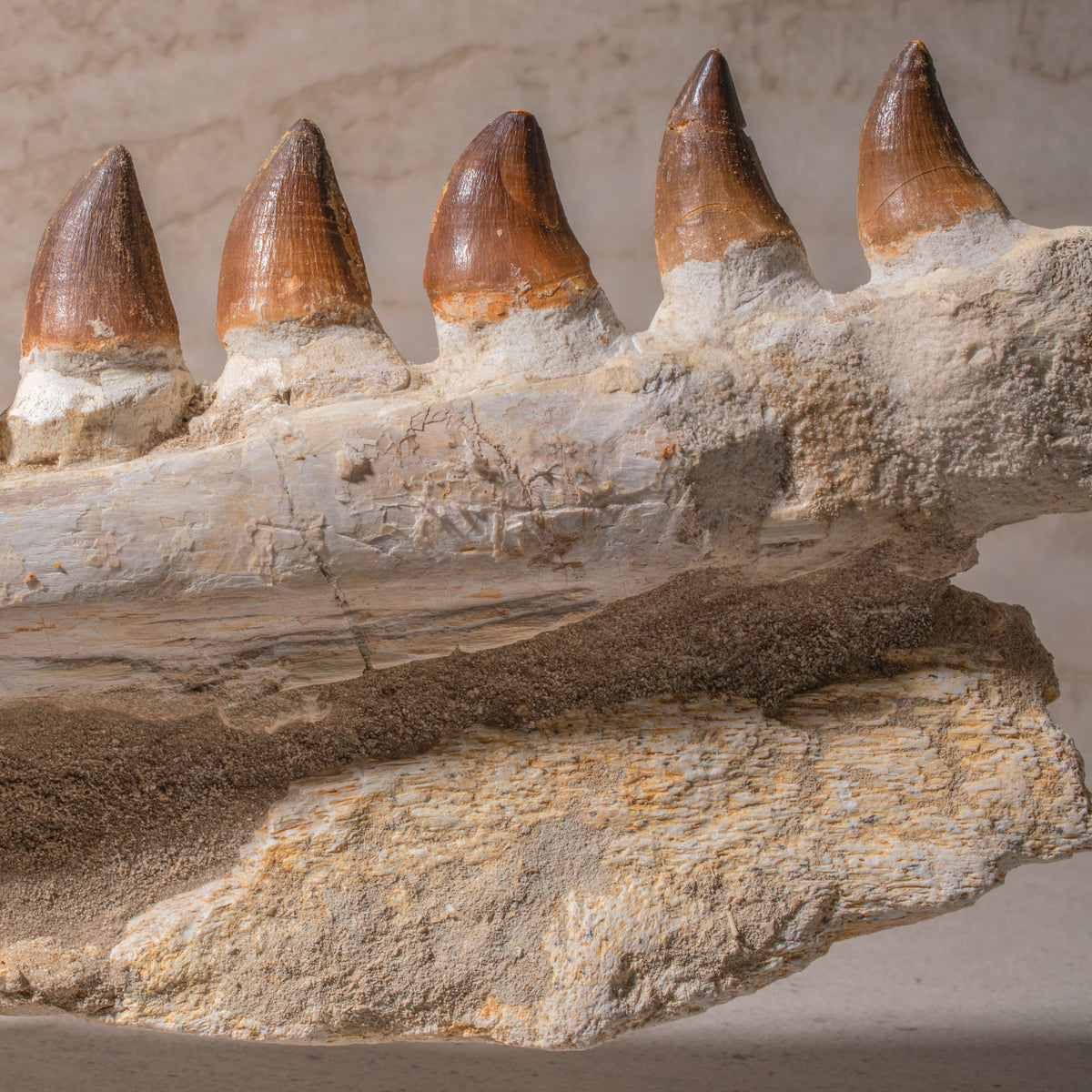 Mosasaurus Jaw Fossil - 22"