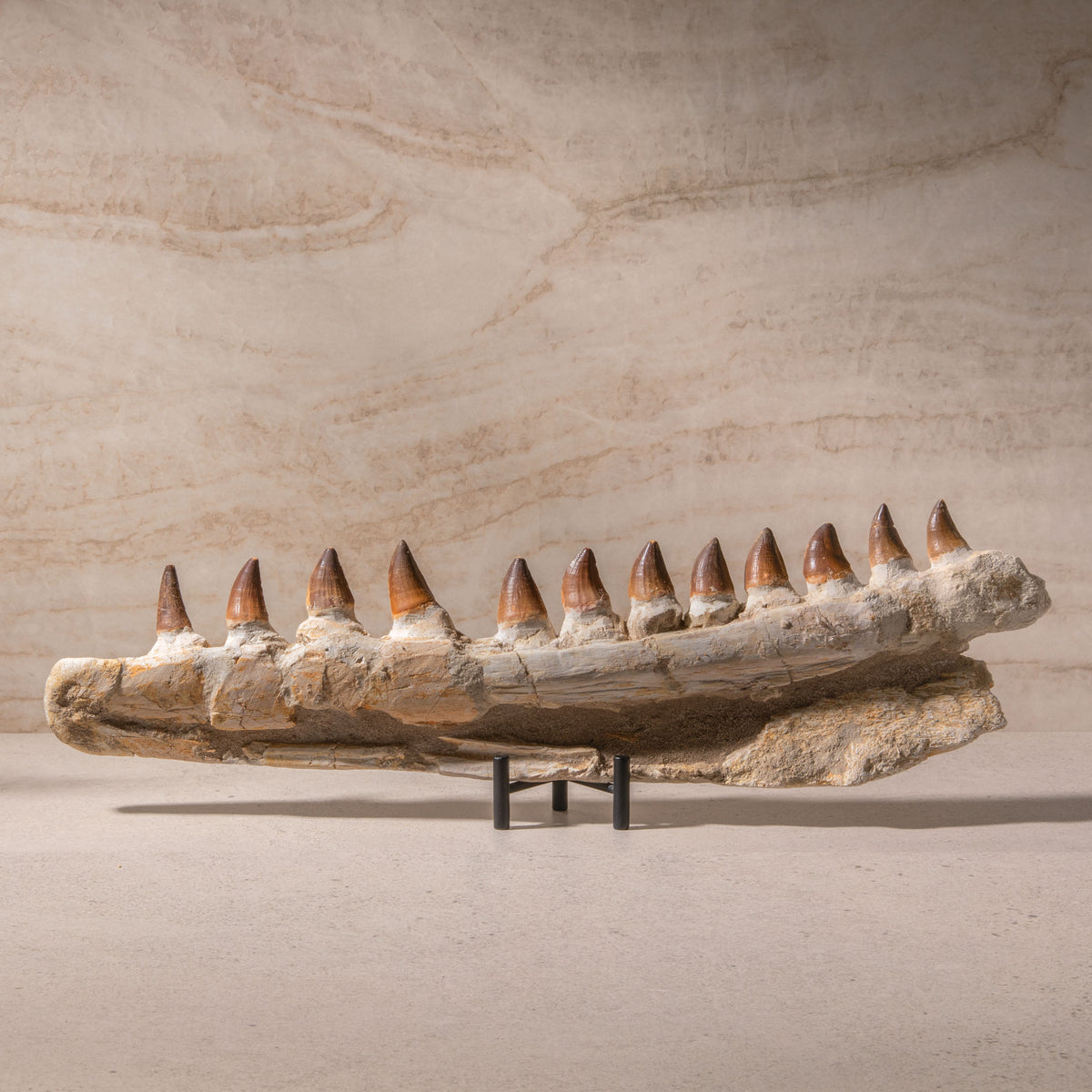 Mosasaurus Jaw Fossil - 22"