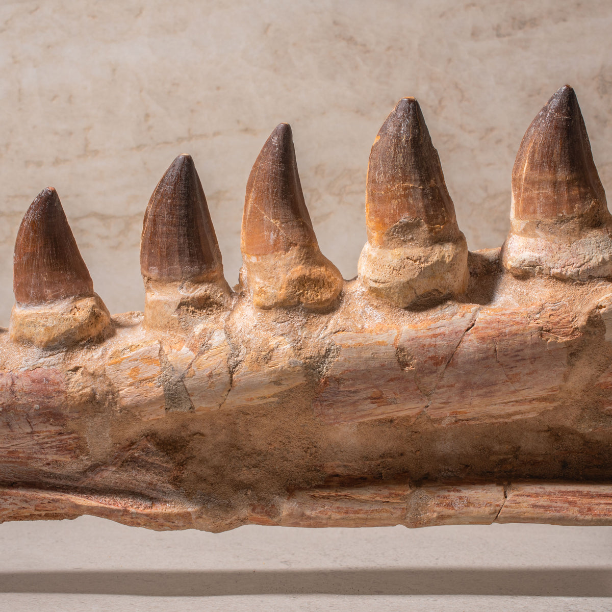 Mosasaurus Jaw Fossil - 23"
