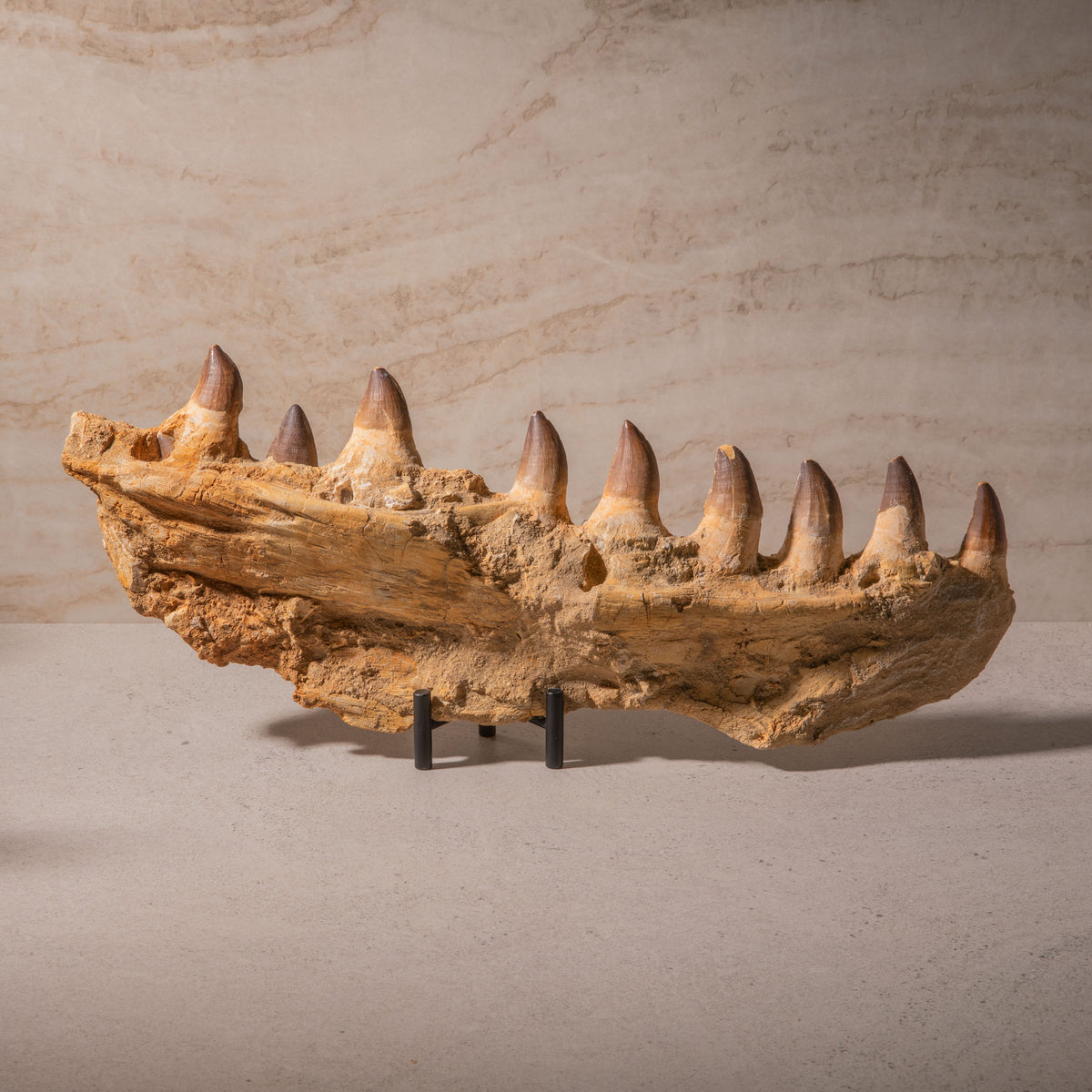 Mosasaurus Jaw Fossil - 19"