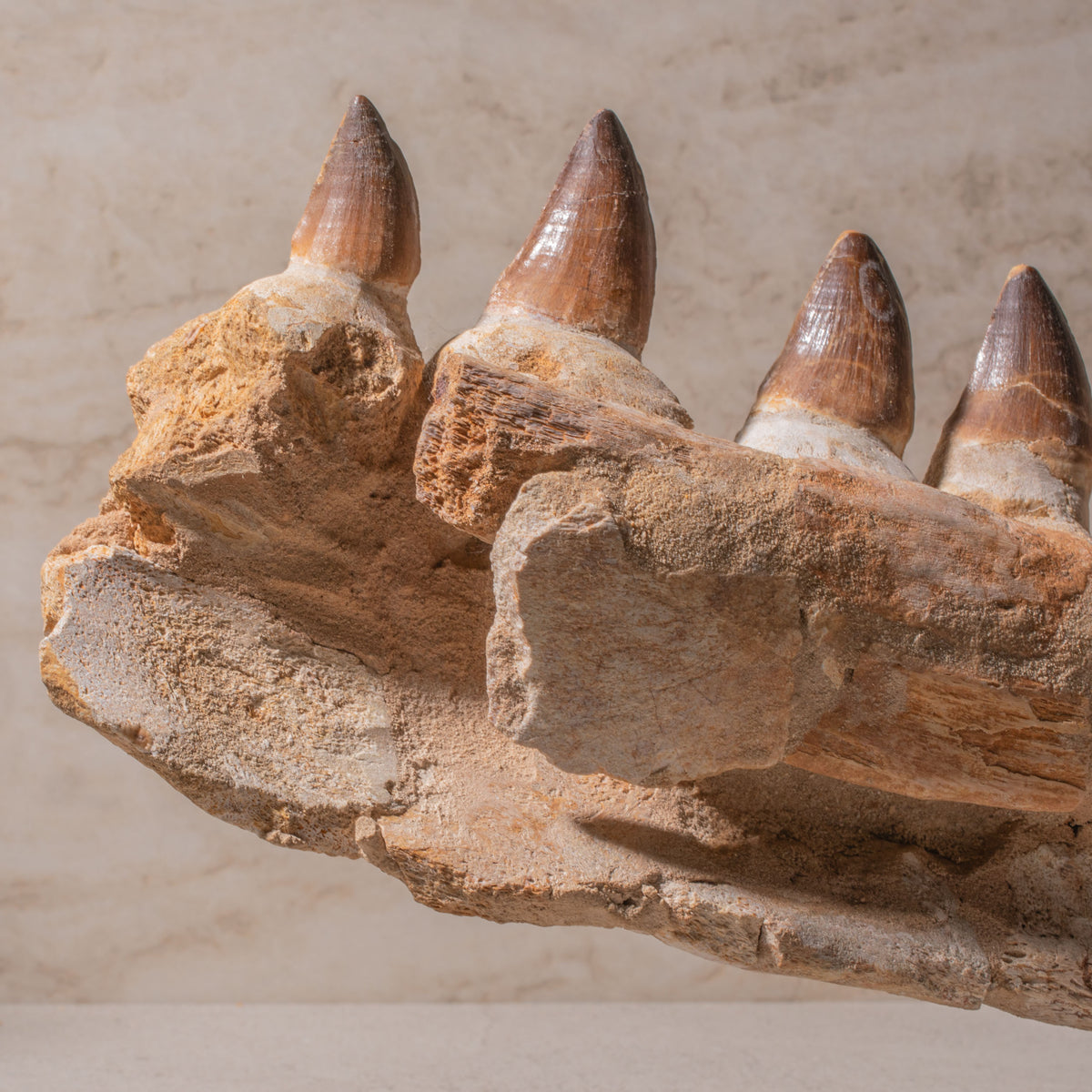 Mosasaurus Jaw Fossil - 20"