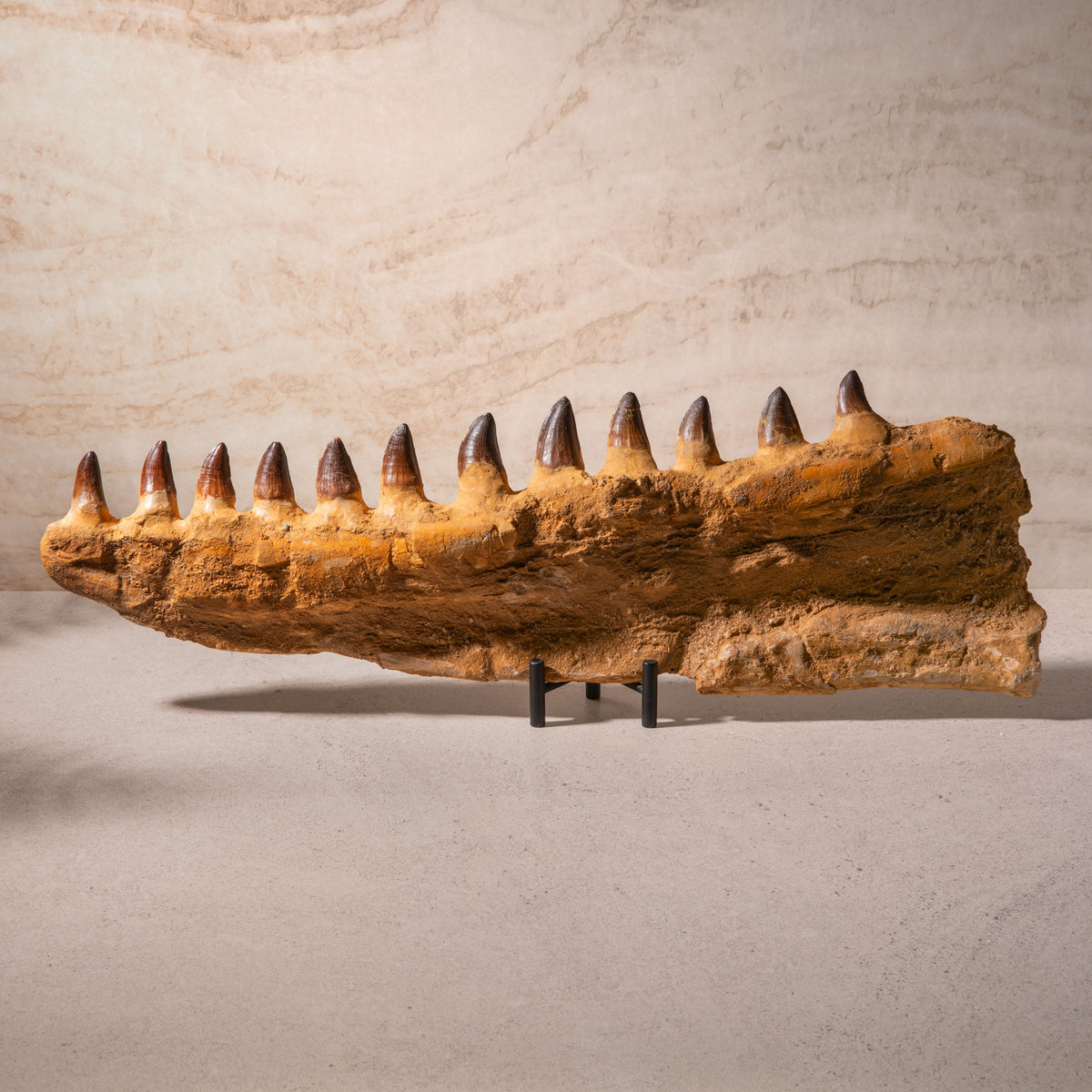 Mosasaurus Jaw Fossil - 23"