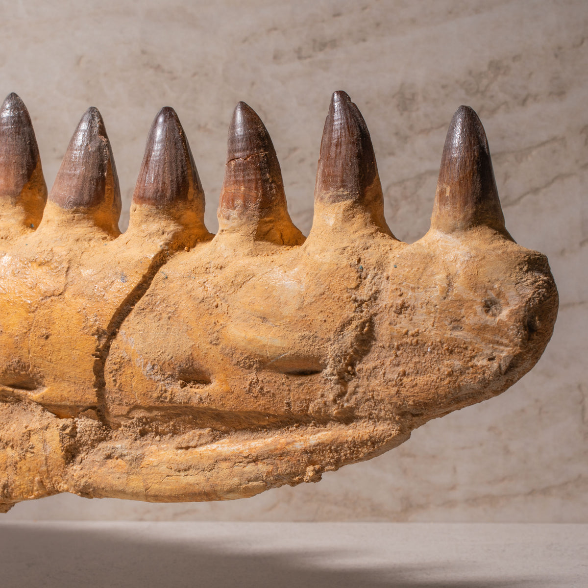 Mosasaurus Jaw Fossil - 23"