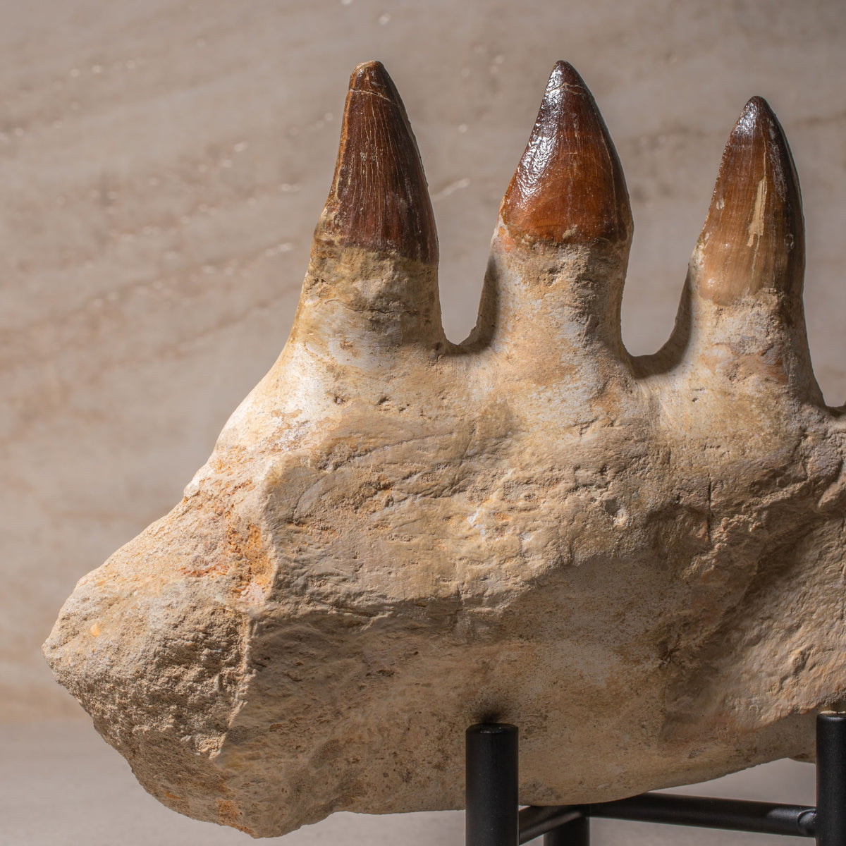 Mosasaurus Jaw Fossil - 8.5"