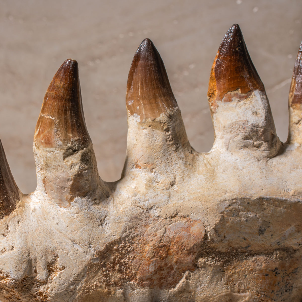 Mosasaurus Jaw Fossil - 8.5"