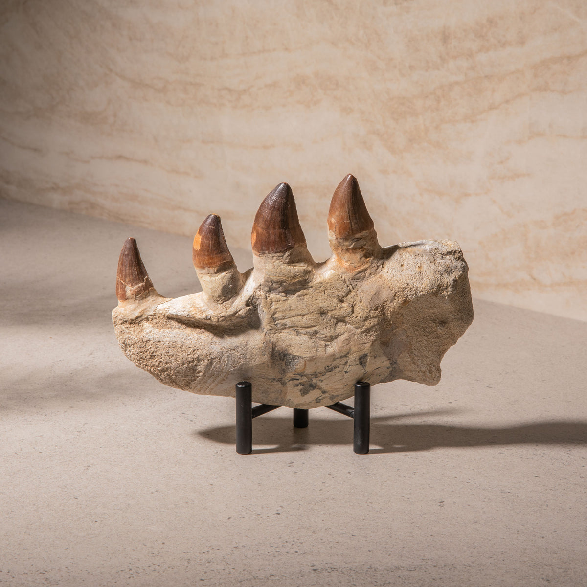 Mosasaurus Jaw Fossil - 8"