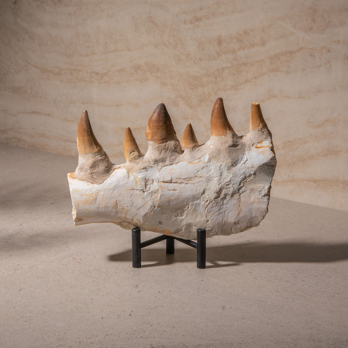Mosasaurus Jaw Fossil - 8"