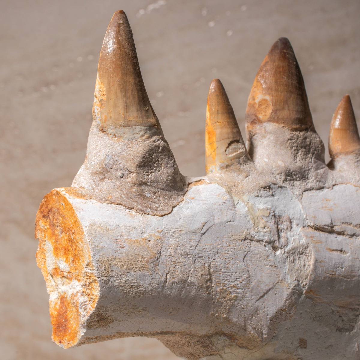 Mosasaurus Jaw Fossil - 8"