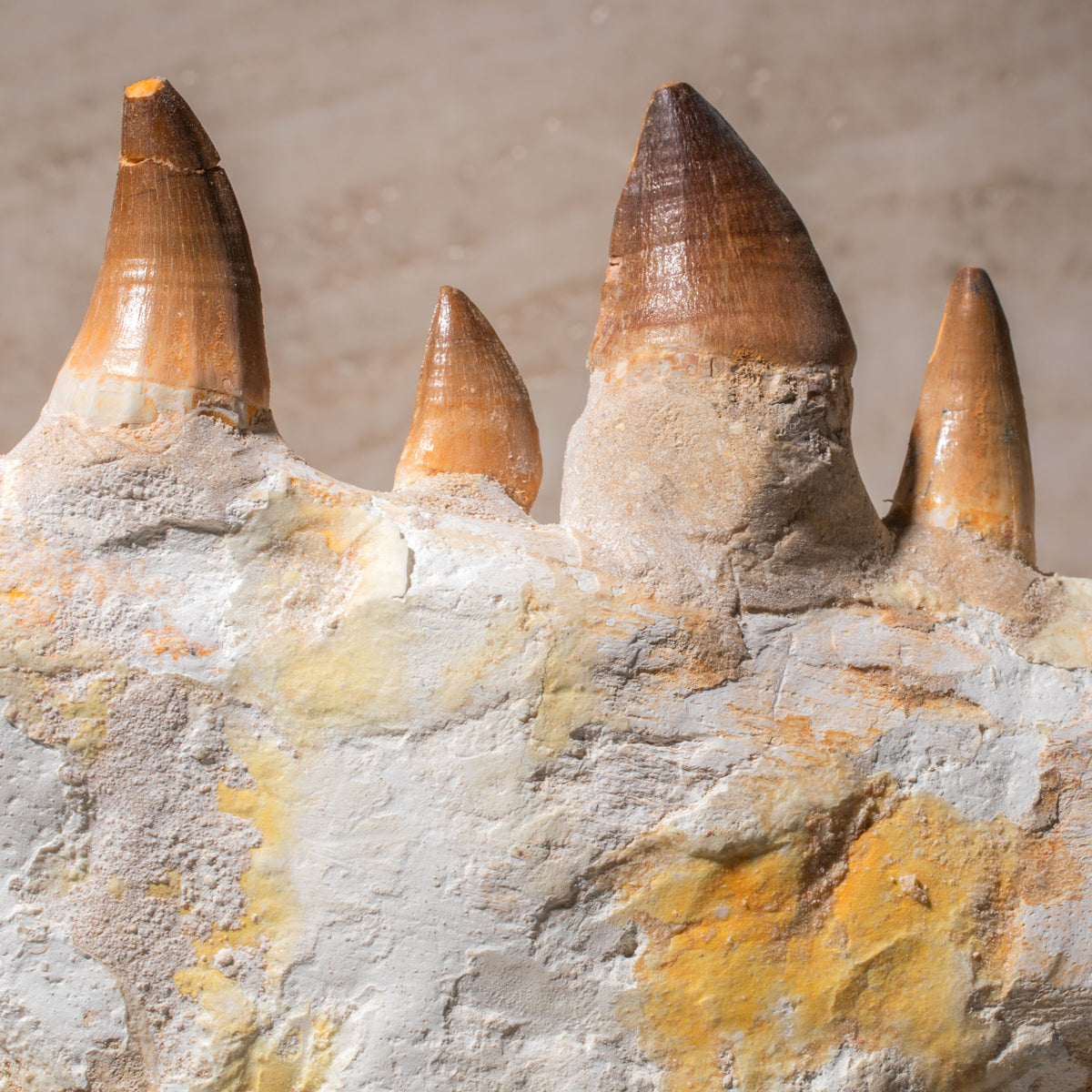 Mosasaurus Jaw Fossil - 8"