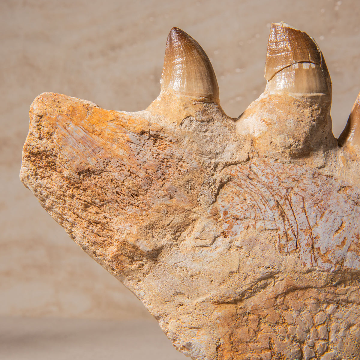 Mosasaurus Jaw Fossil - 9.5"