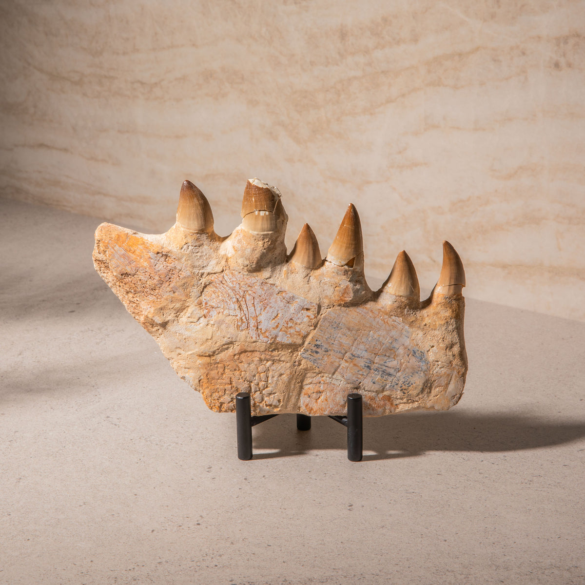 Mosasaurus Jaw Fossil - 9.5"
