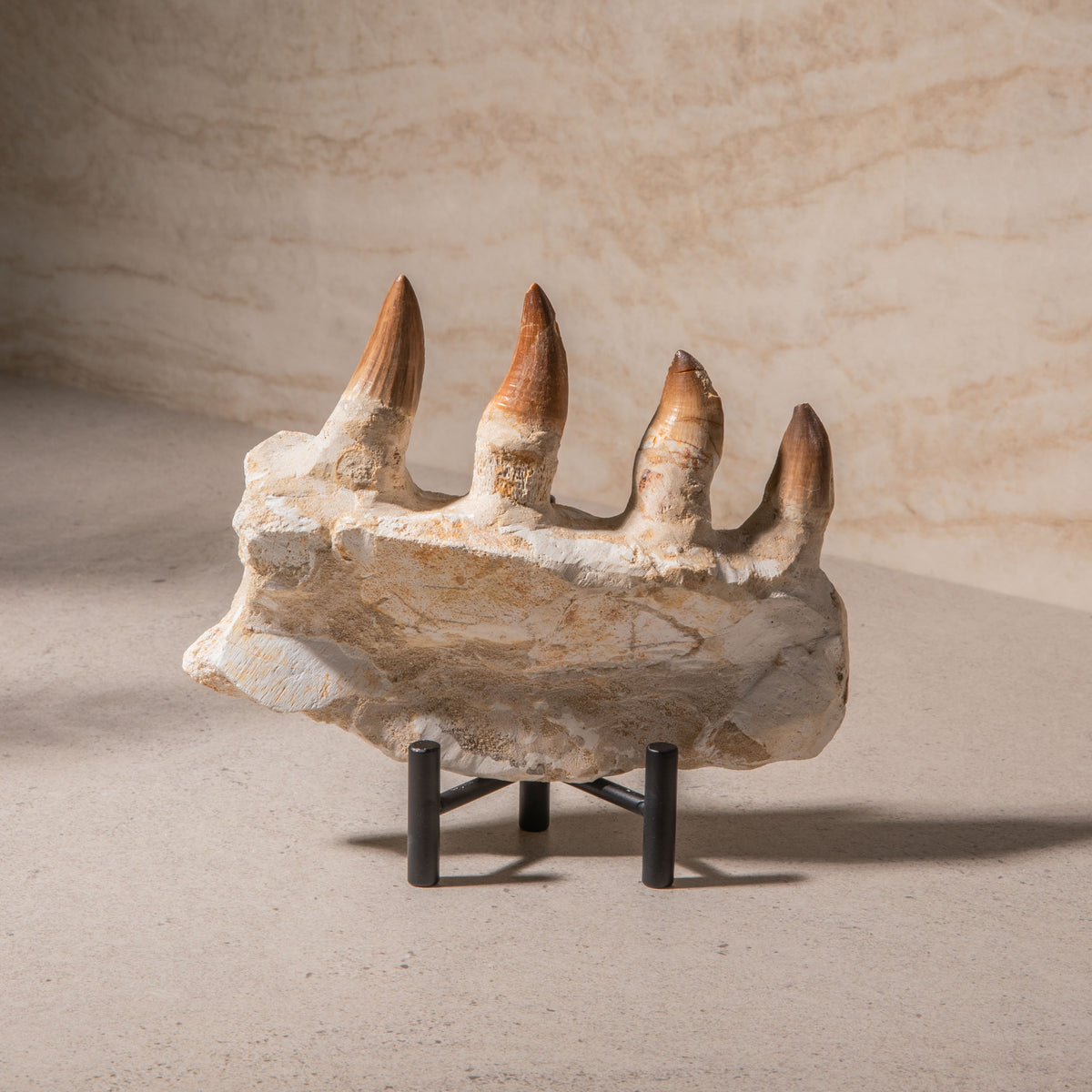 Mosasaurus Jaw Fossil - 7.5"