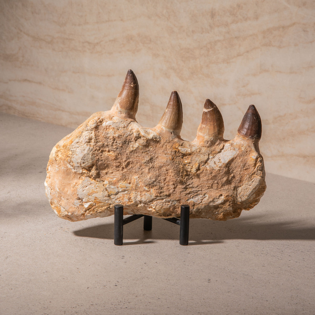 Mosasaurus Jaw Fossil - 9"