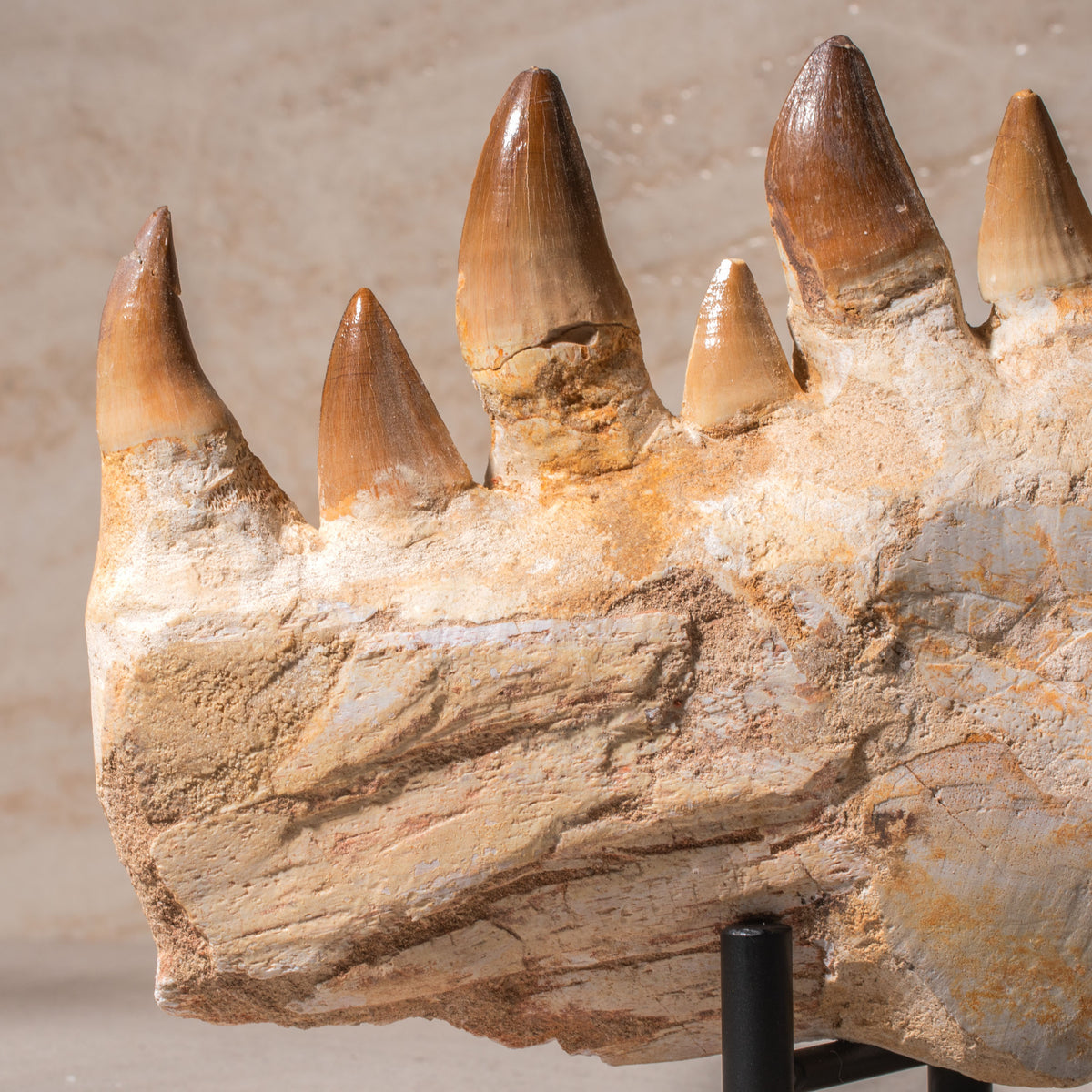 Mosasaurus Jaw Fossil - 8"
