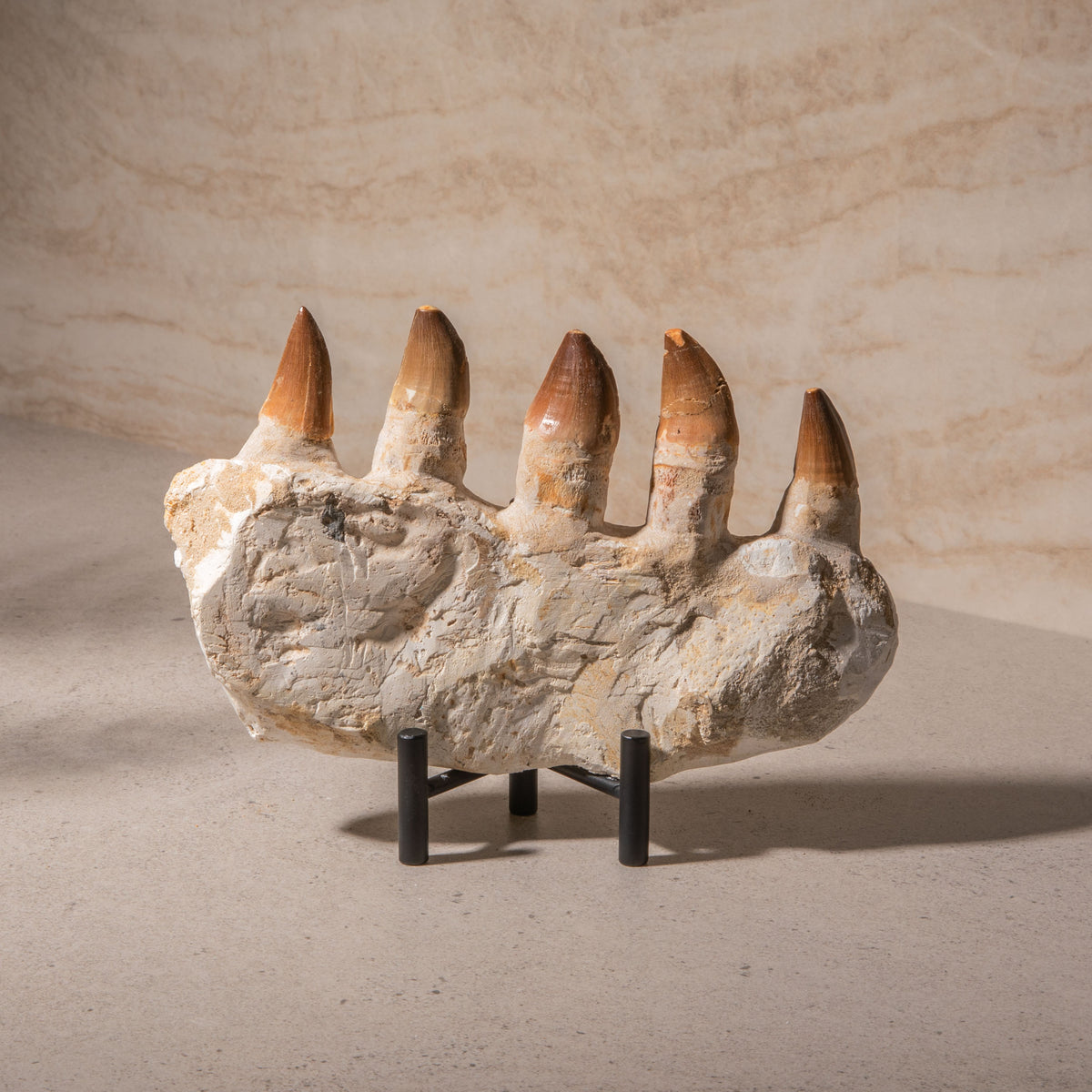 Mosasaurus Jaw Fossil - 9"