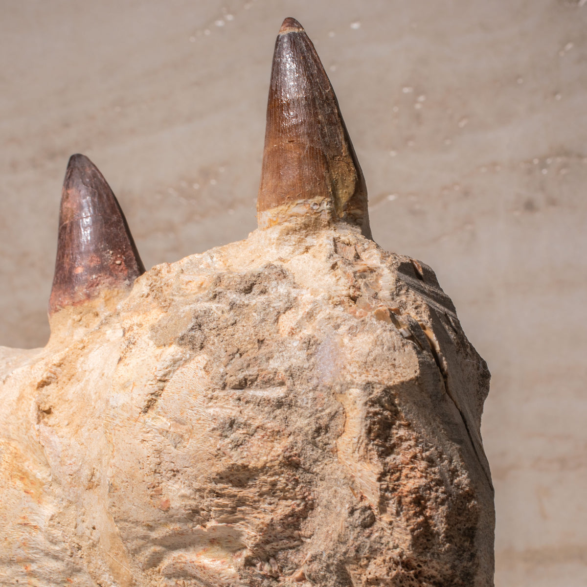 Mosasaurus Jaw Fossil - 7.5"