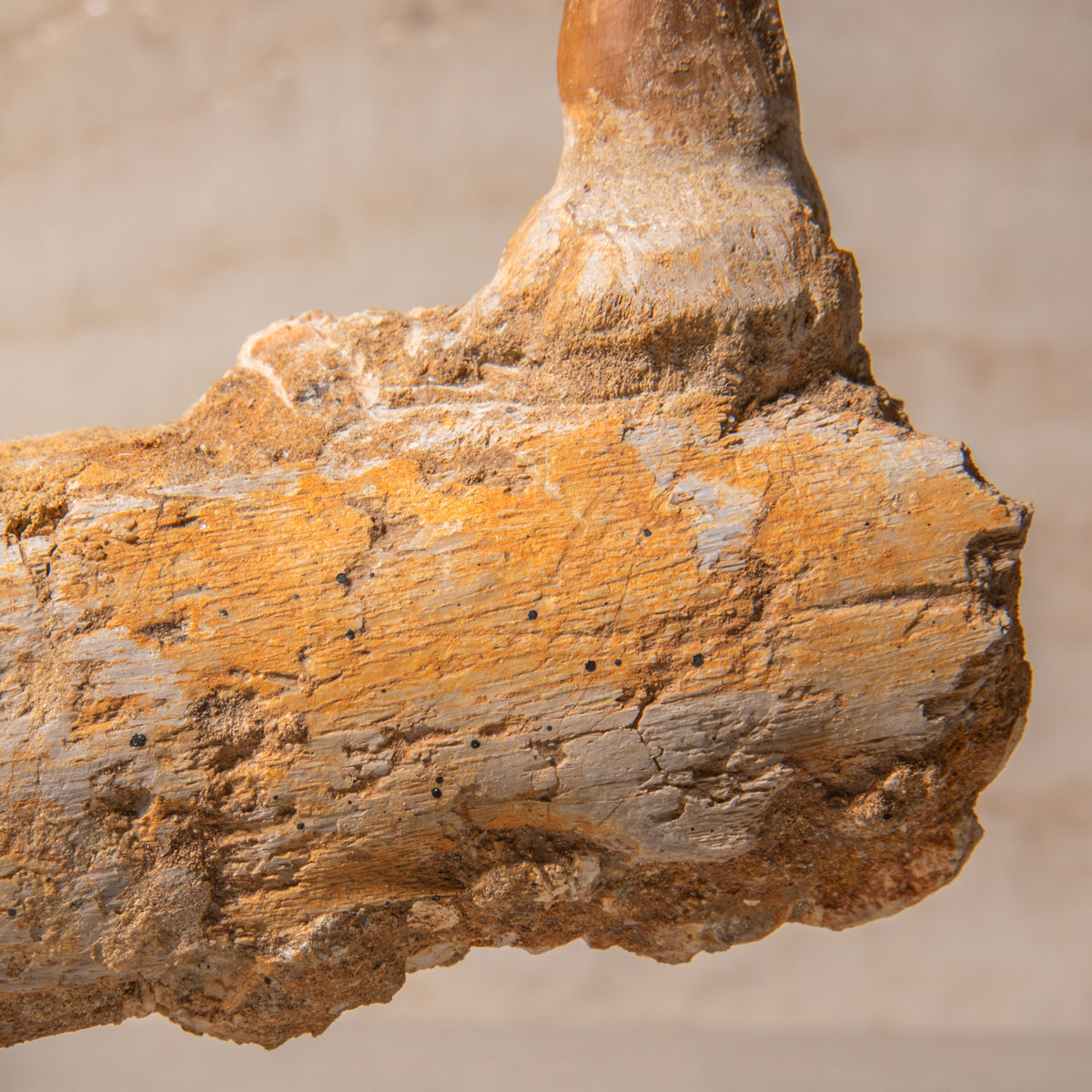 Mosasaurus Jaw Fossil - 10"