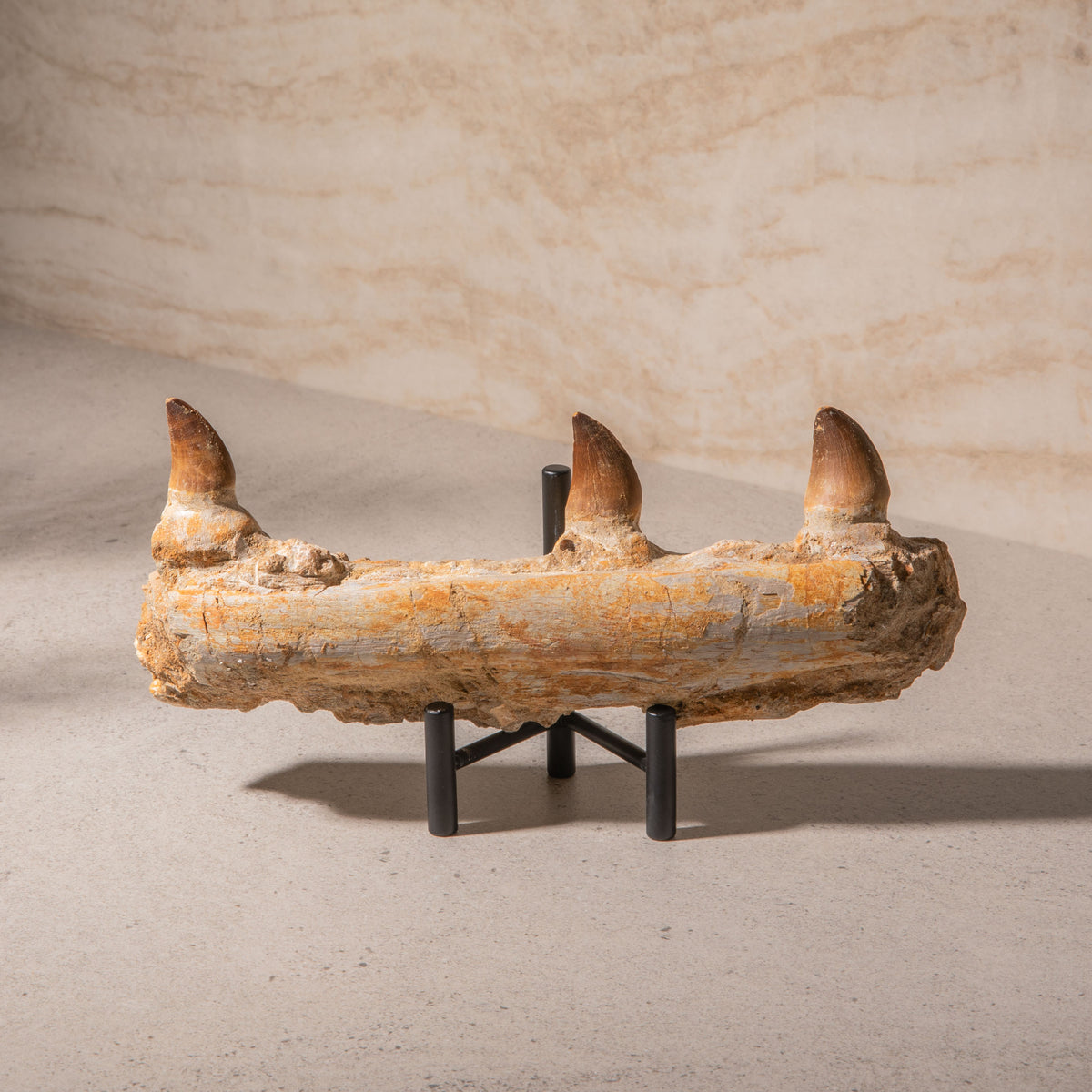 Mosasaurus Jaw Fossil - 10"