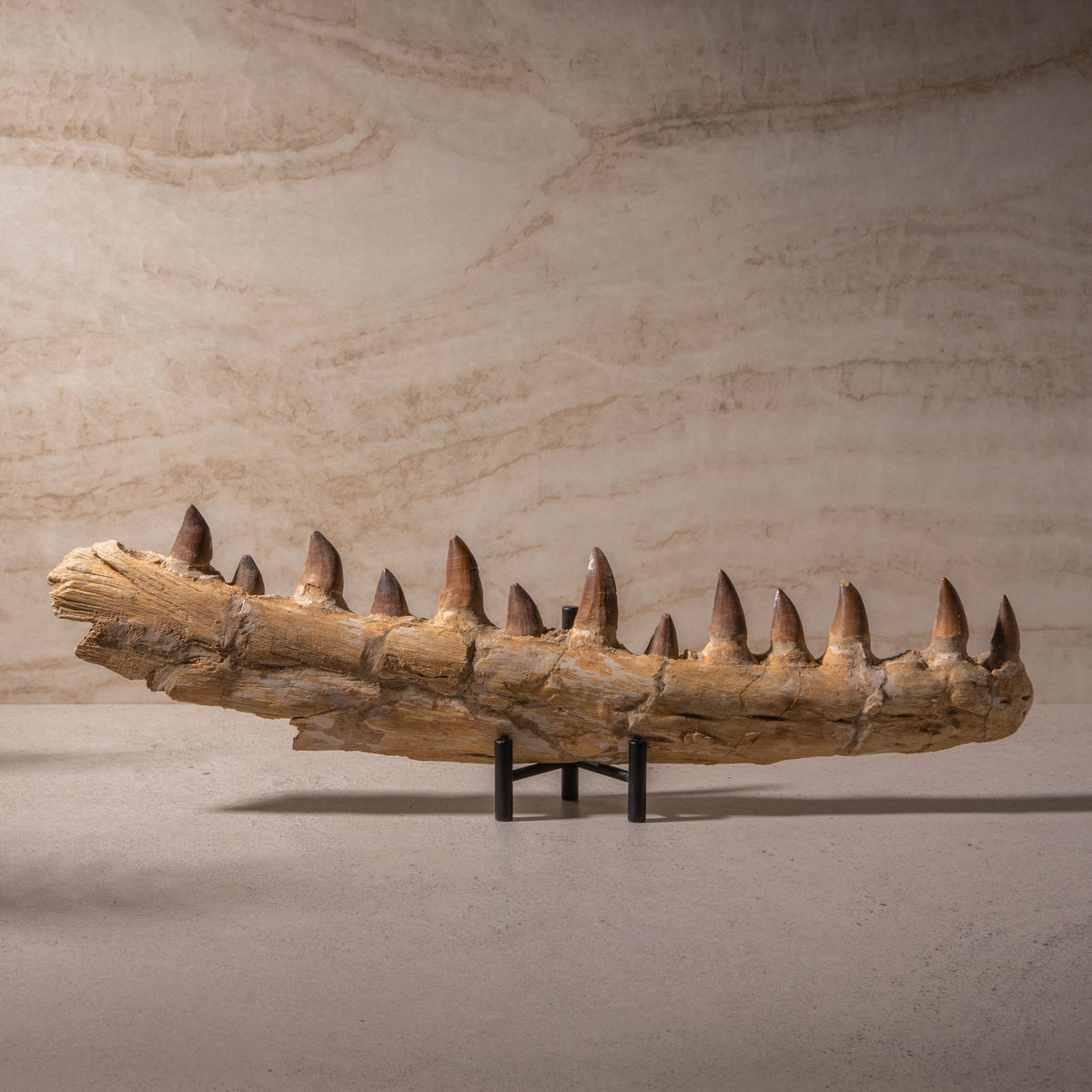 Mosasaurus Jaw Fossil - 19.5"