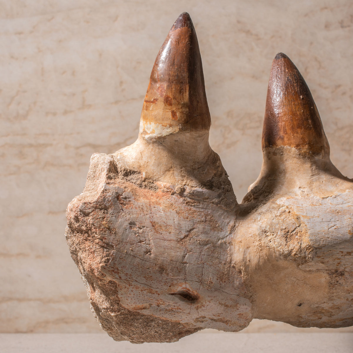 Mosasaurus Jaw Fossil - 14.5"