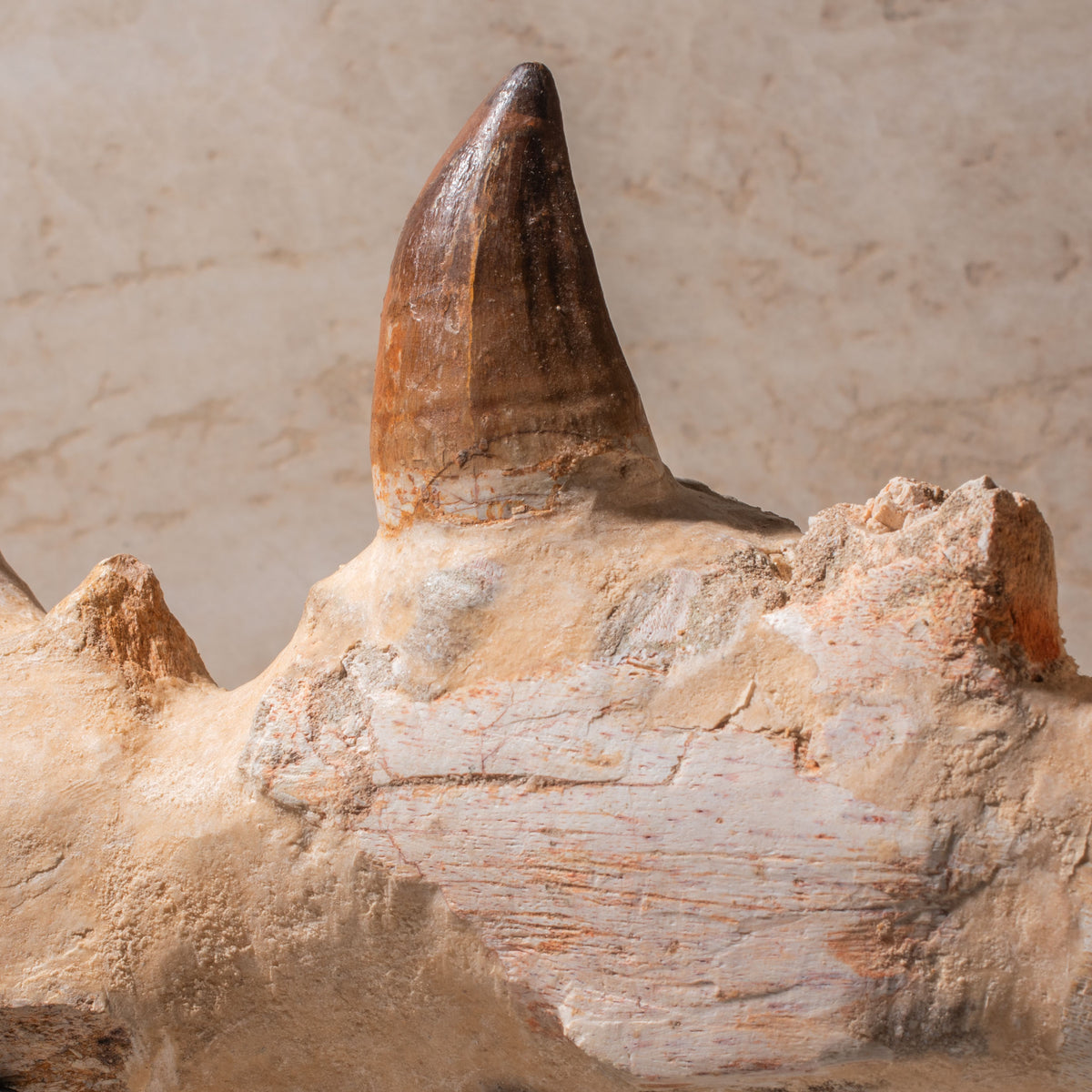 Mosasaurus Jaw Fossil - 14.5"