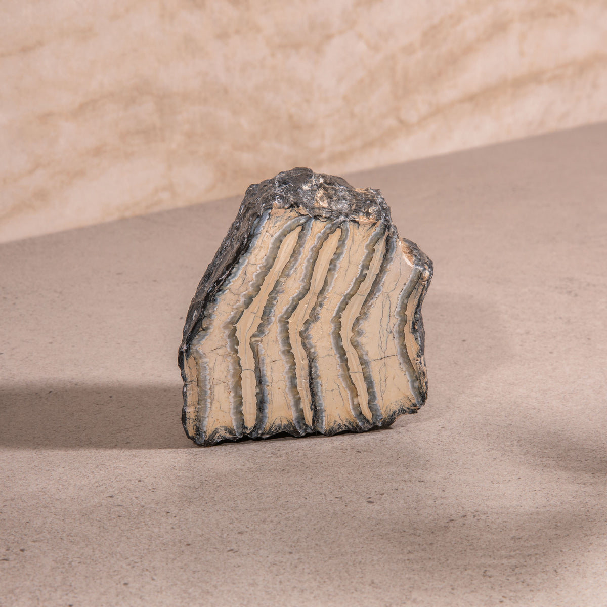 Colombian Mammoth Molar Fossil - 3.5"