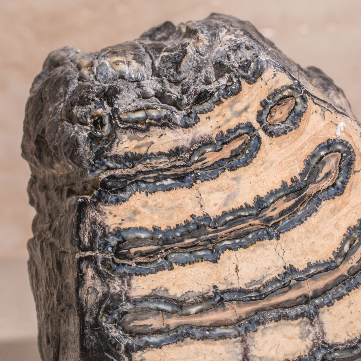 Colombian Mammoth Molar Fossil - 3.5"