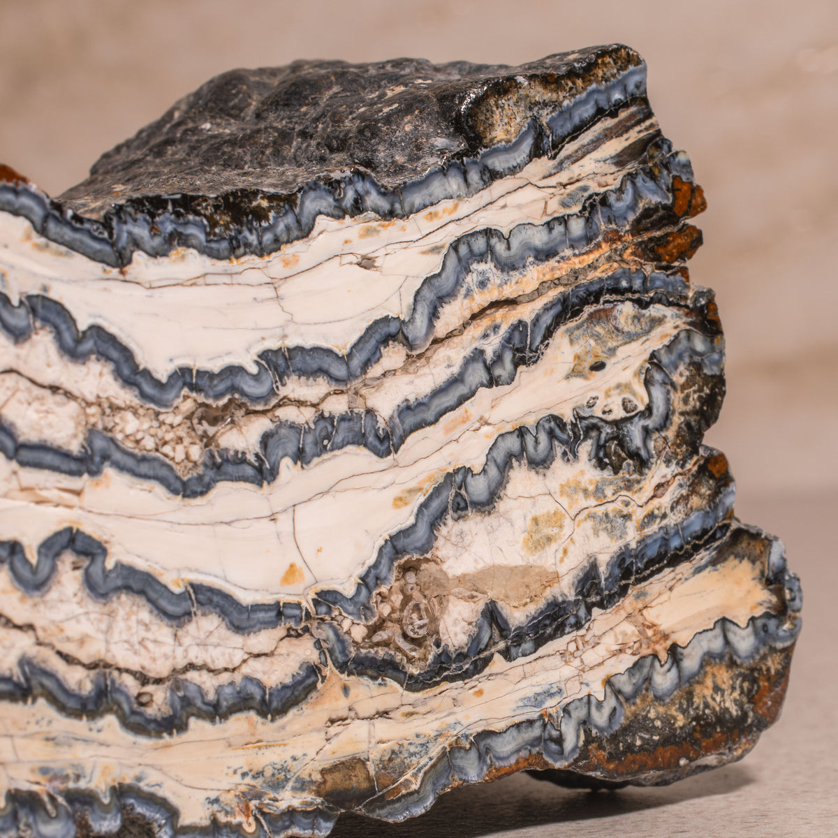 Colombian Mammoth Molar Fossil - 3.5"