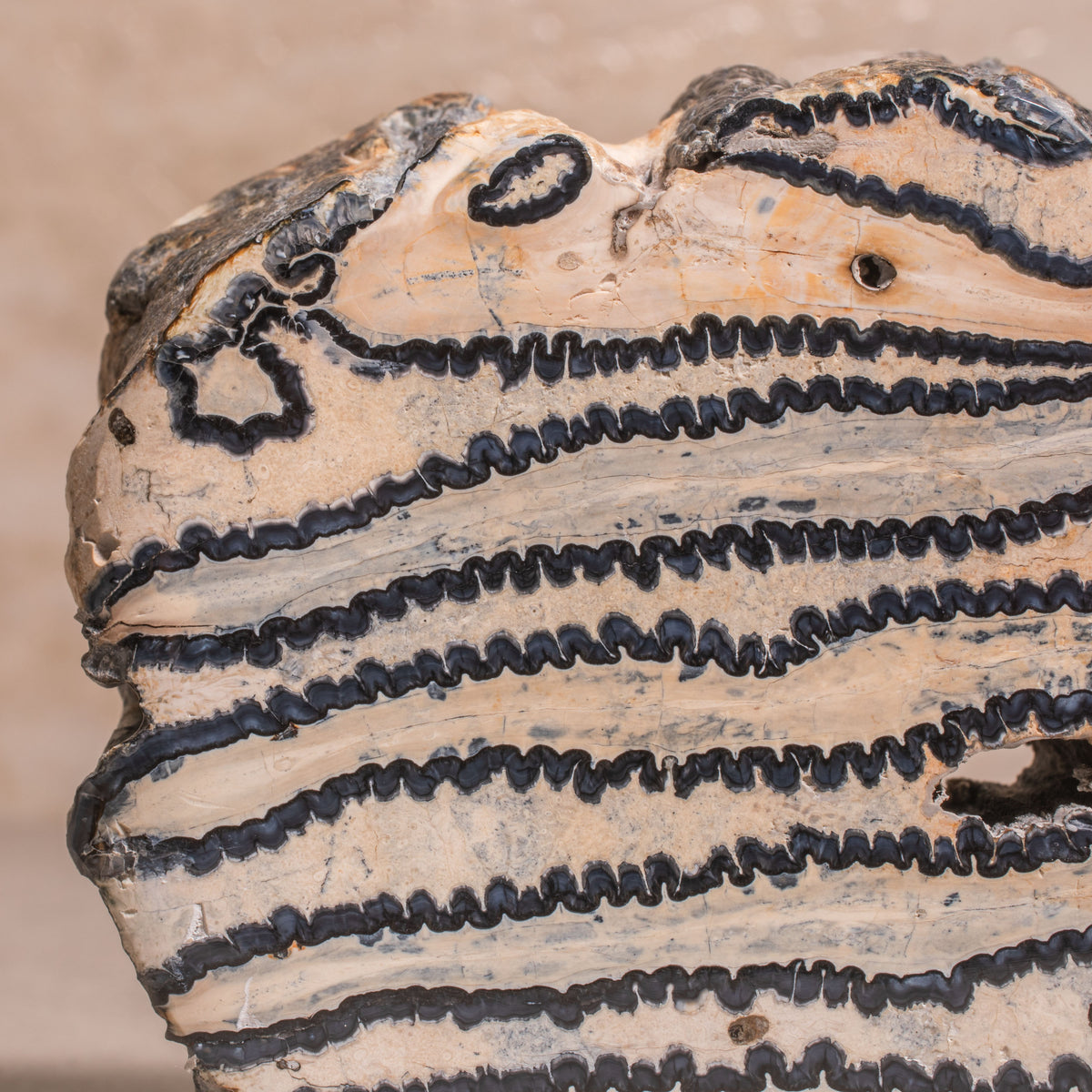Colombian Mammoth Molar Fossil - 4"