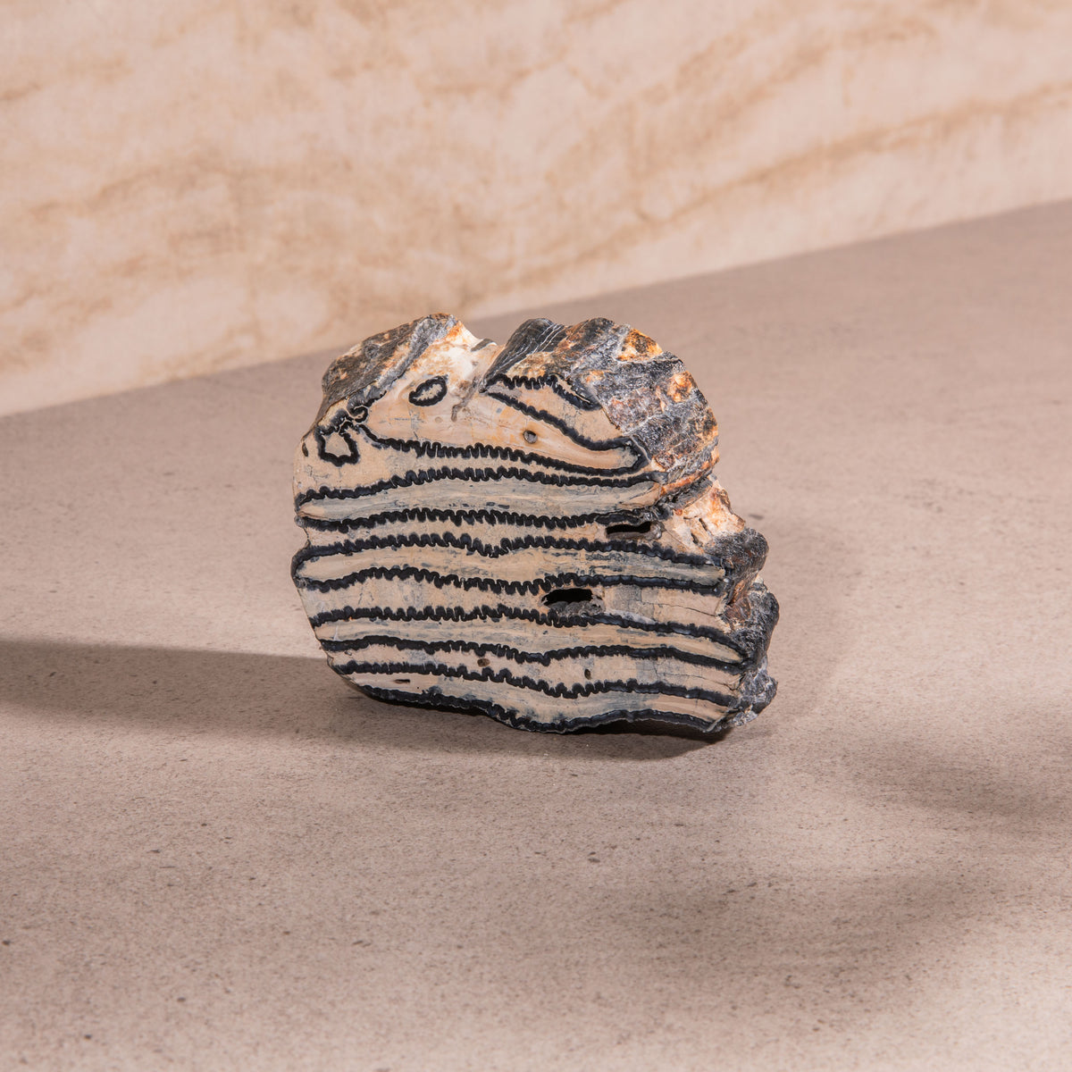 Colombian Mammoth Molar Fossil - 4"