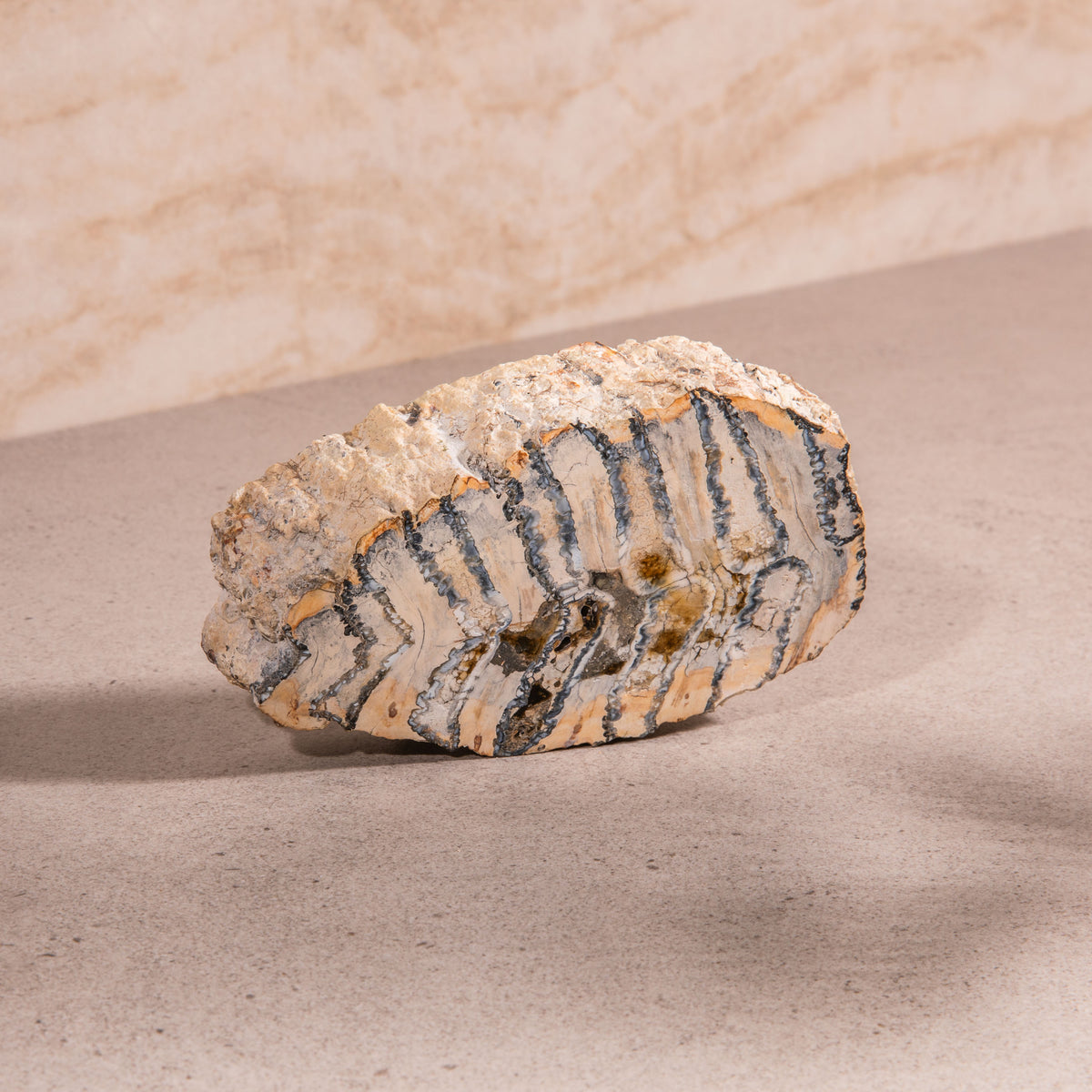 Colombian Mammoth Molar Fossil - 5.25"