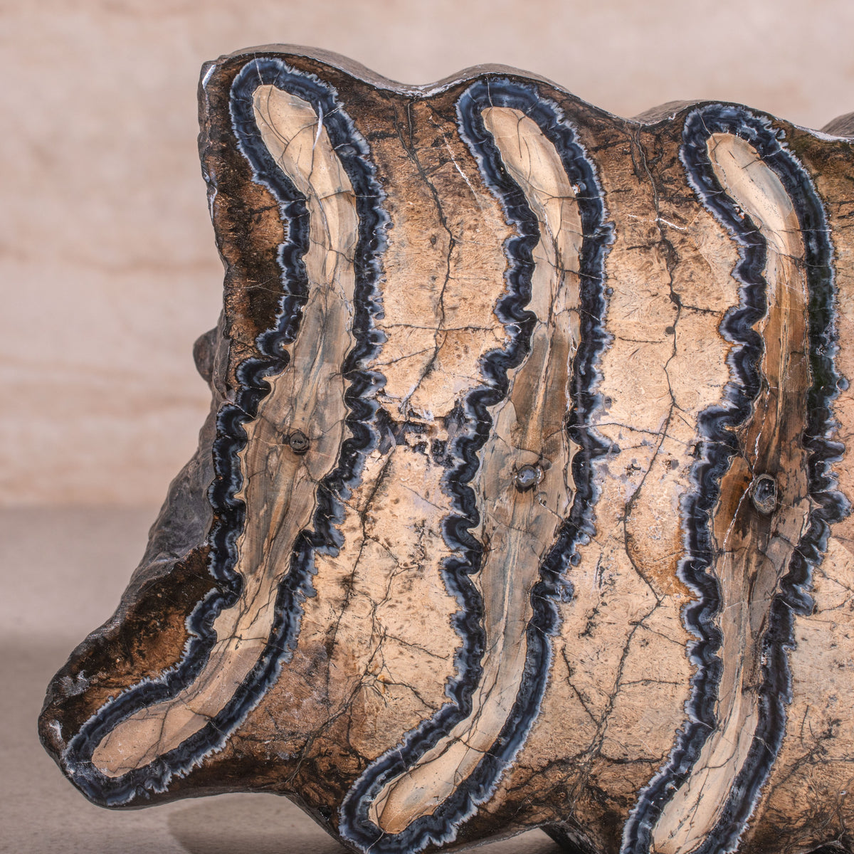 Colombian Mammoth Molar Fossil - 6.75"