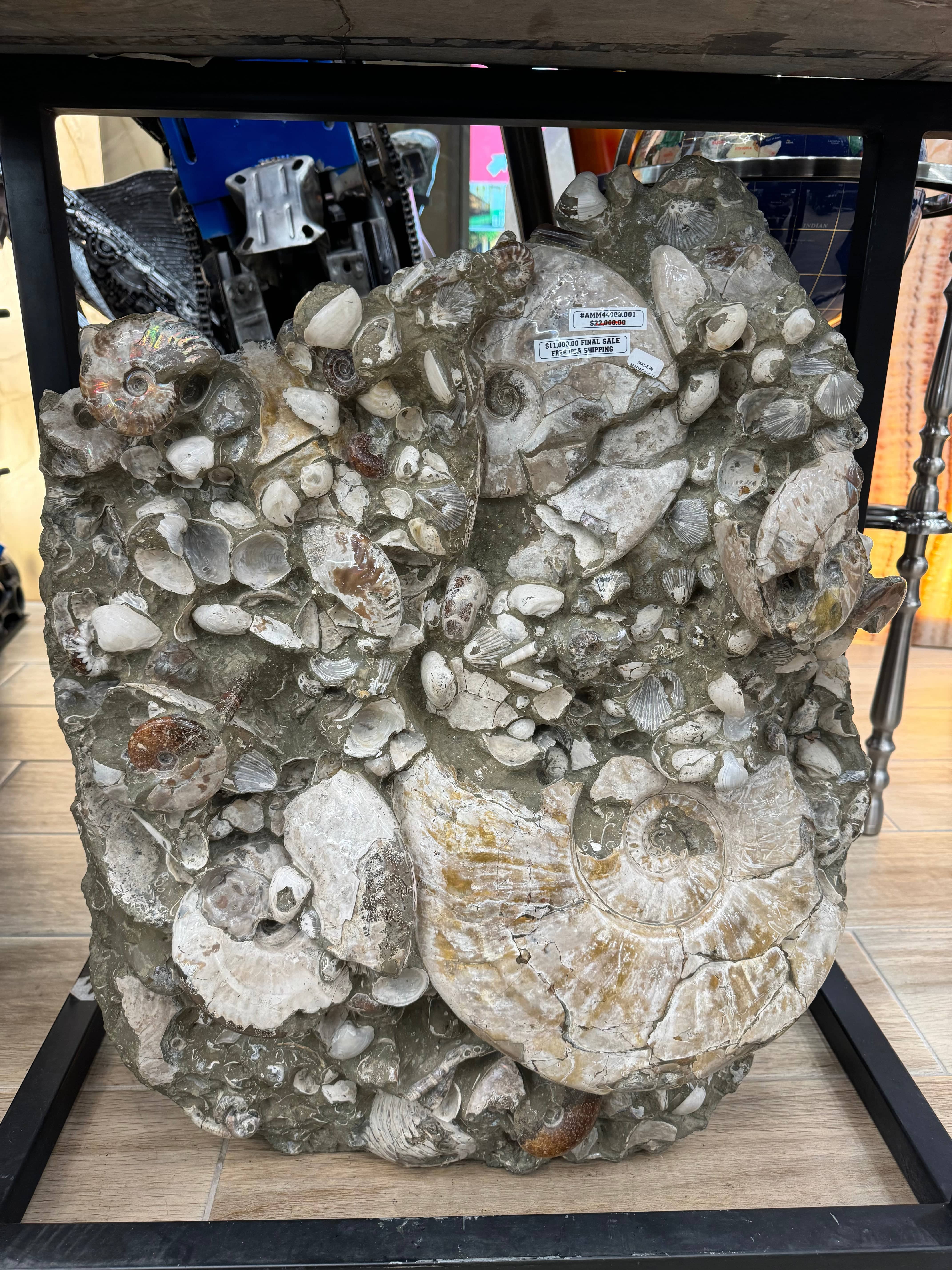 Kalifano Ammonites Natural Ammonite Colony in Matrix from Madagascar - 27" / 207 lbs AMM44000.001