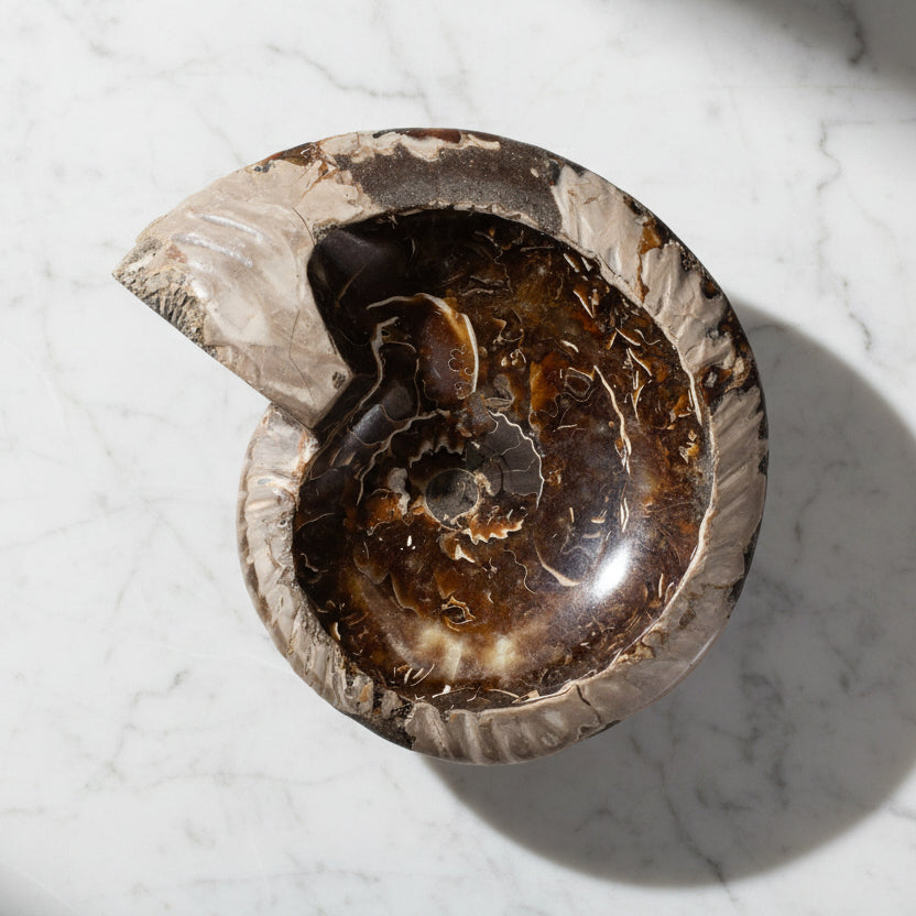 Kalifano Ammonites & Orthoceras Large Ammonite Bowl/ Ashtray - 7" BAM800