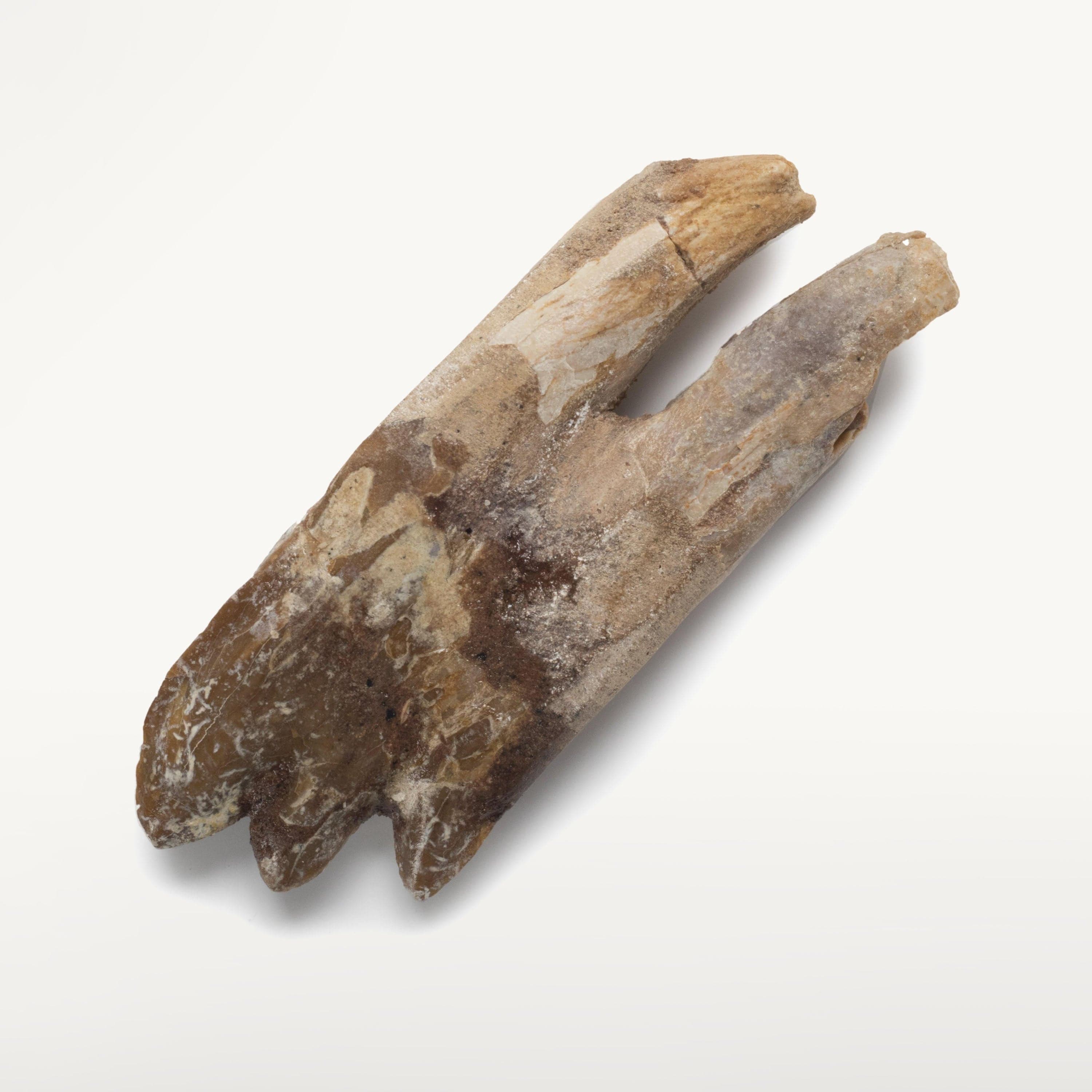 Kalifano Basilosaurus Teeth Natural Prehistoric Basilosaurus Whale Tooth from Morocco - 2.7 in BST700.002