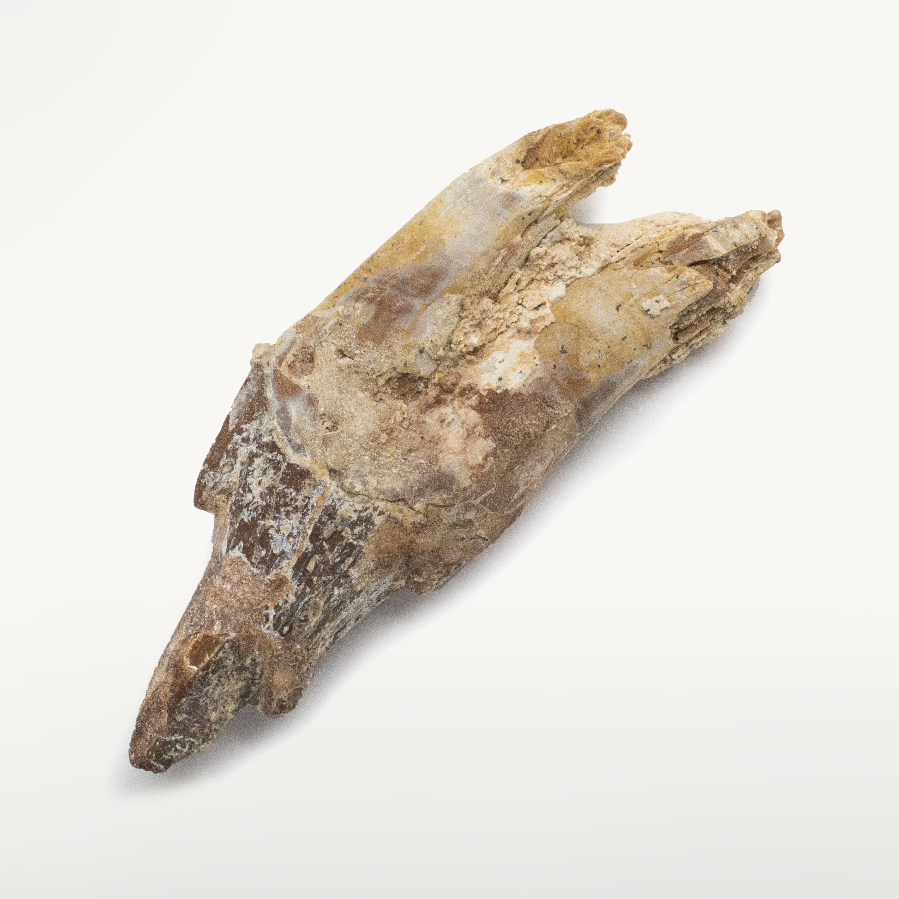 Kalifano Basilosaurus Teeth Natural Prehistoric Basilosaurus Whale Tooth from Morocco - 3 in BST700.003