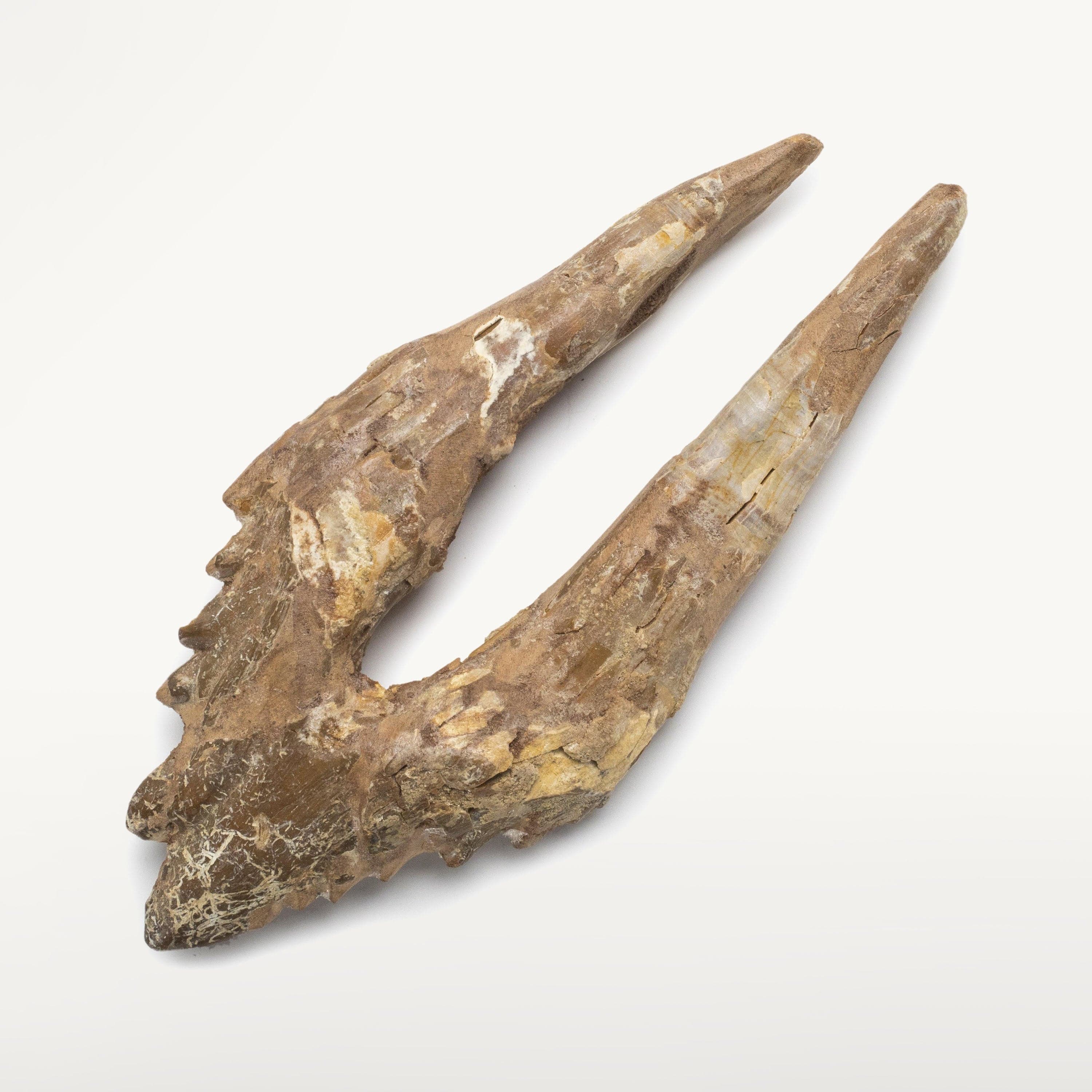 Kalifano Basilosaurus Teeth Natural Prehistoric Basilosaurus Whale Tooth from Morocco - 7.1 in BST6000.001