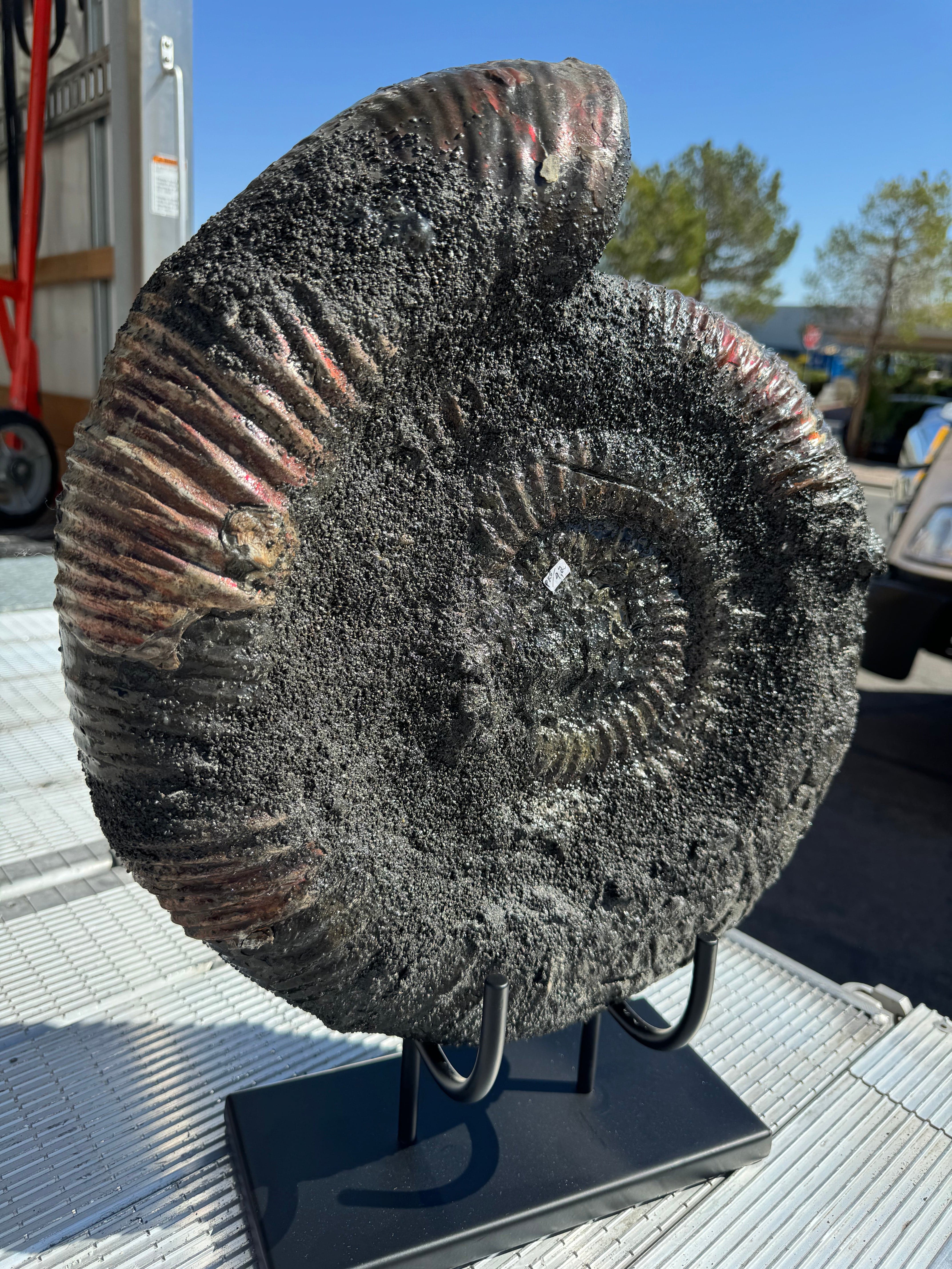 Kalifano Fossils & Minerals AMR4900 - Ammonite - Russia AMR4900