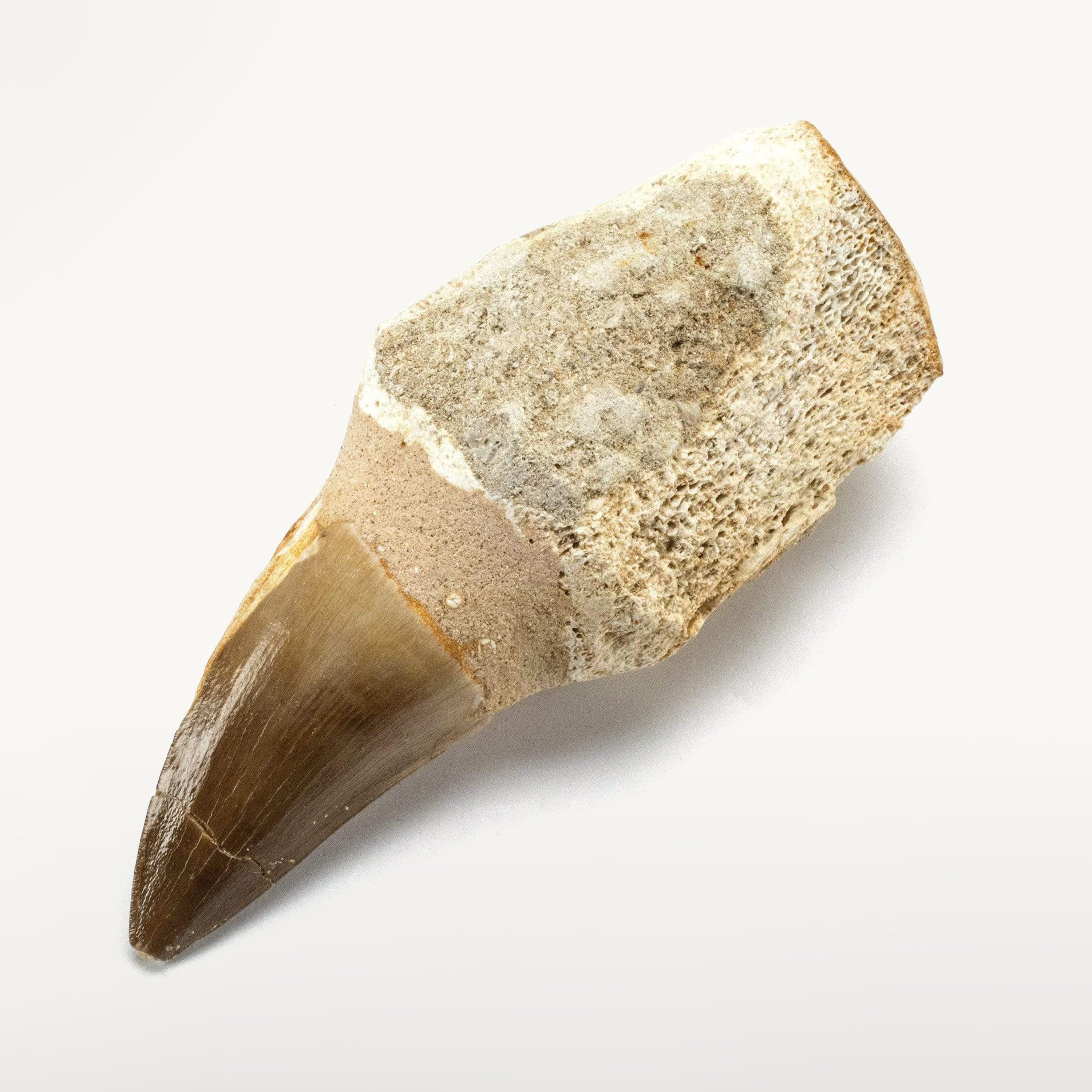 Kalifano Fossils & Minerals Authentic Fossilized Prehistoric Mosasaur Tooth MOST59