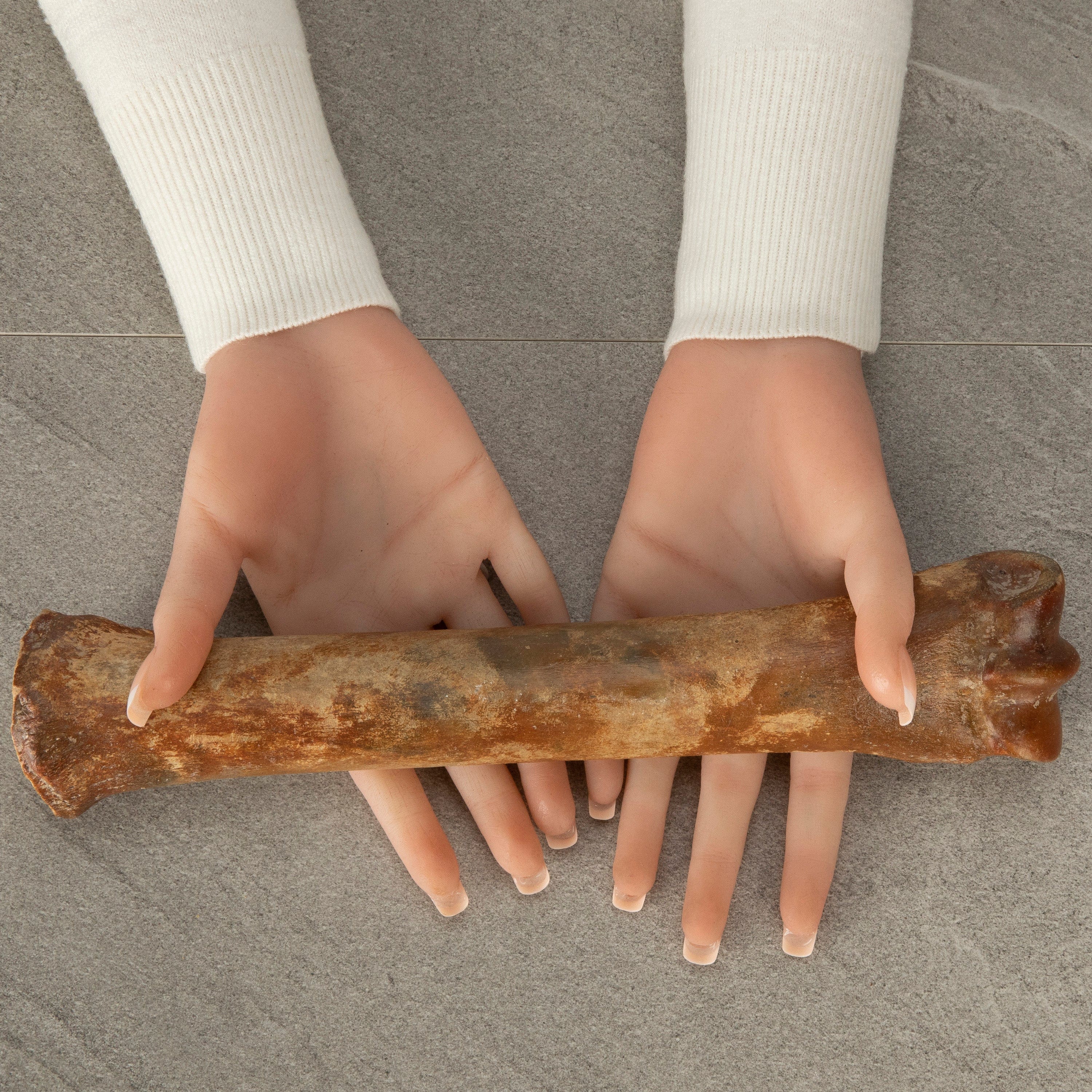 Kalifano Fossils & Minerals Authentic Horse Leg Bone Fossil DB400-HB