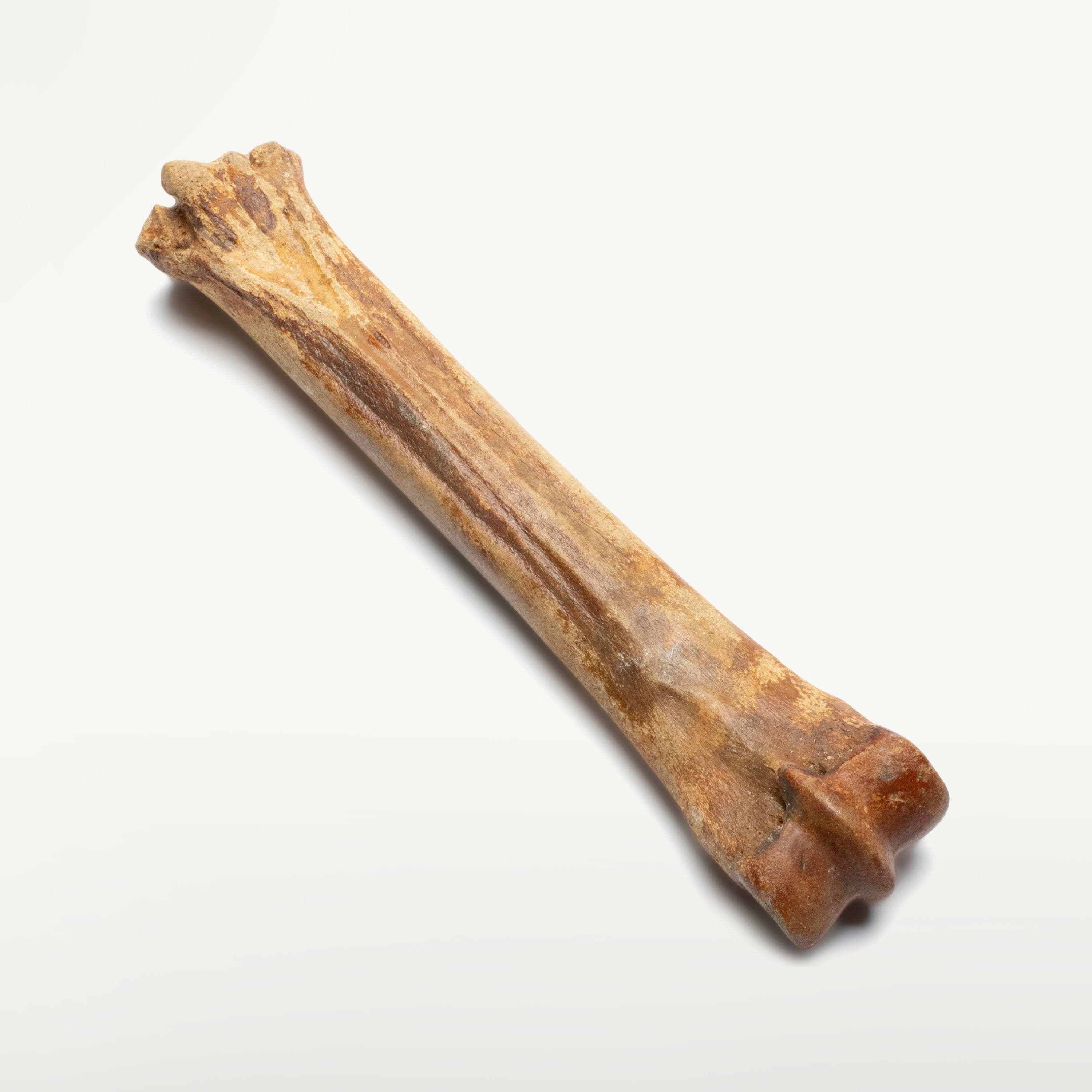 Kalifano Fossils & Minerals Authentic Ice Horse Leg Bone Fossil DB400-HB