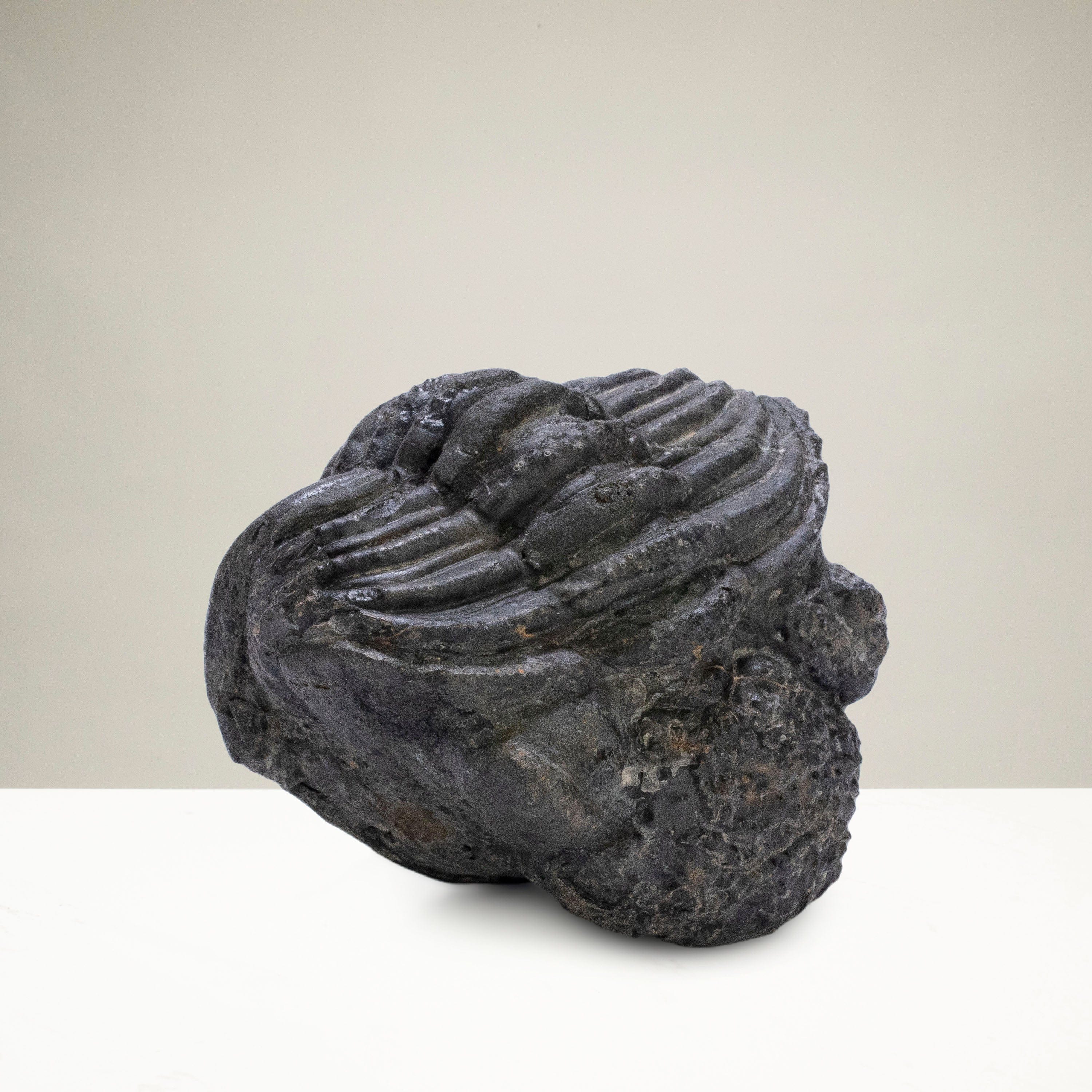Kalifano Fossils & Minerals Enrolled Drotops Trilobite from Morocco - 2.3" TR3000.002
