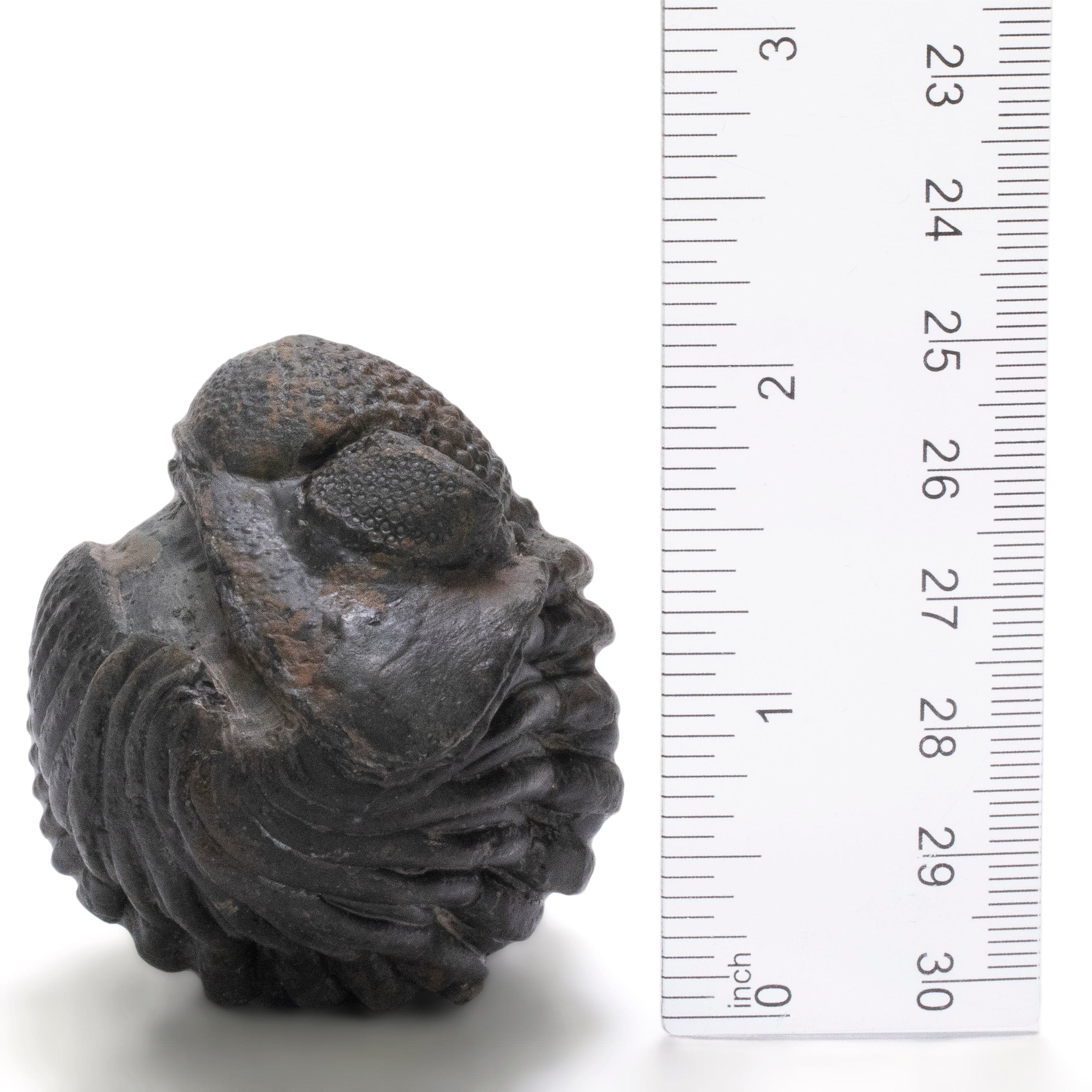 Kalifano Fossils & Minerals Enrolled Drotops Trilobite from Morocco - 2.5" TR3000.006