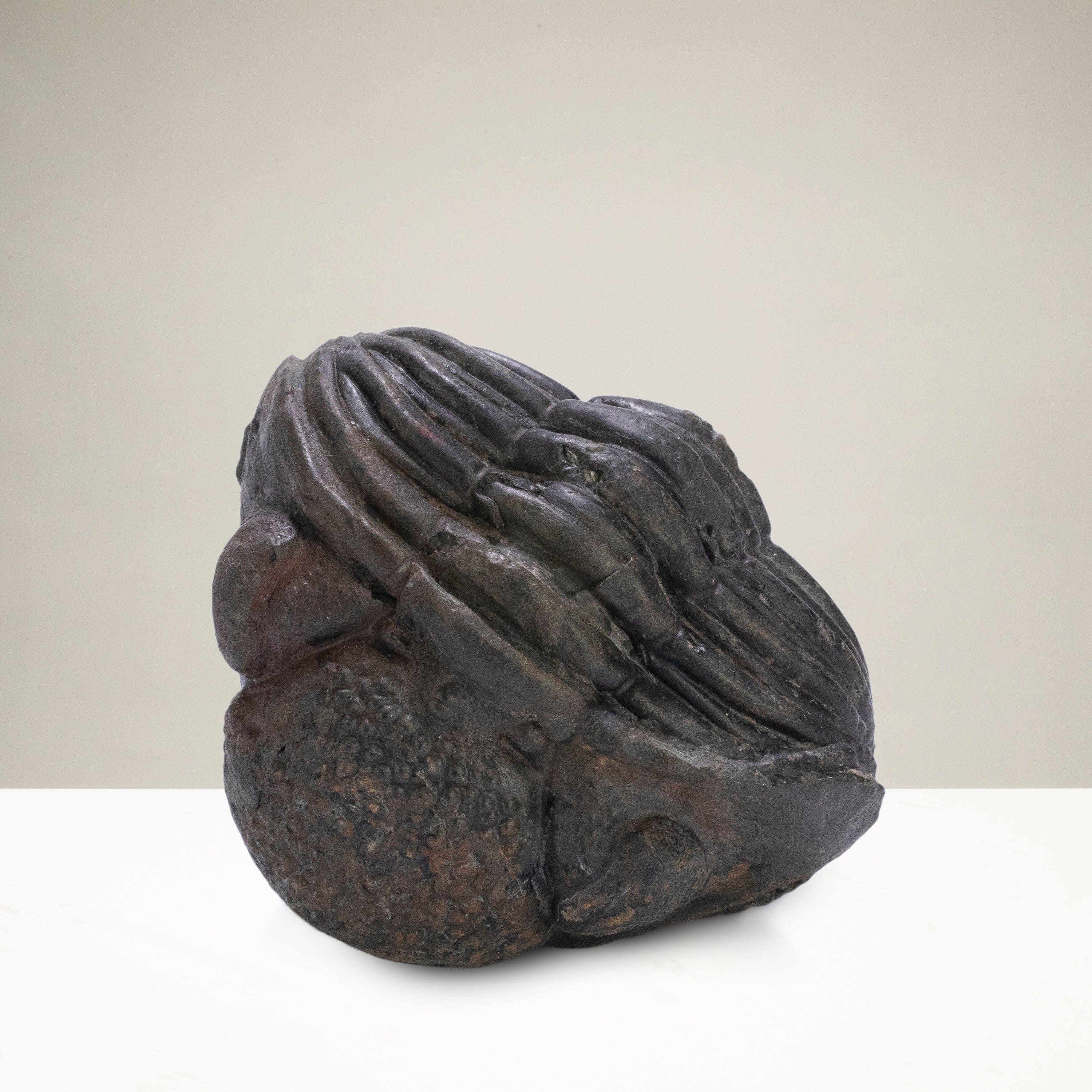 Kalifano Fossils & Minerals Enrolled Drotops Trilobite from Morocco - 2.5" TR3000.006
